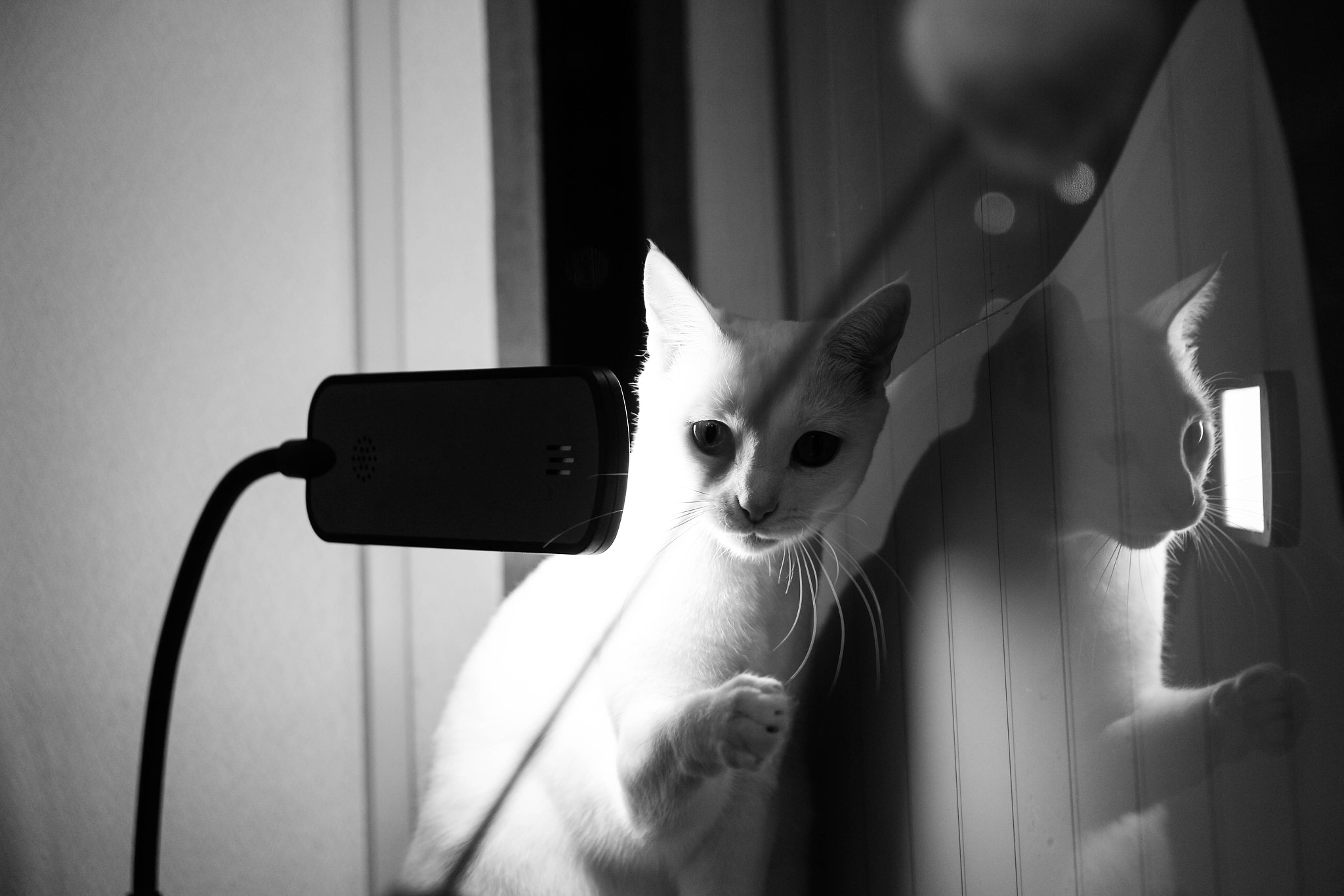 Canon EOS 100D (EOS Rebel SL1 / EOS Kiss X7) sample photo. Cat playing at the cat cafe in takadanobaba, tokyo photography