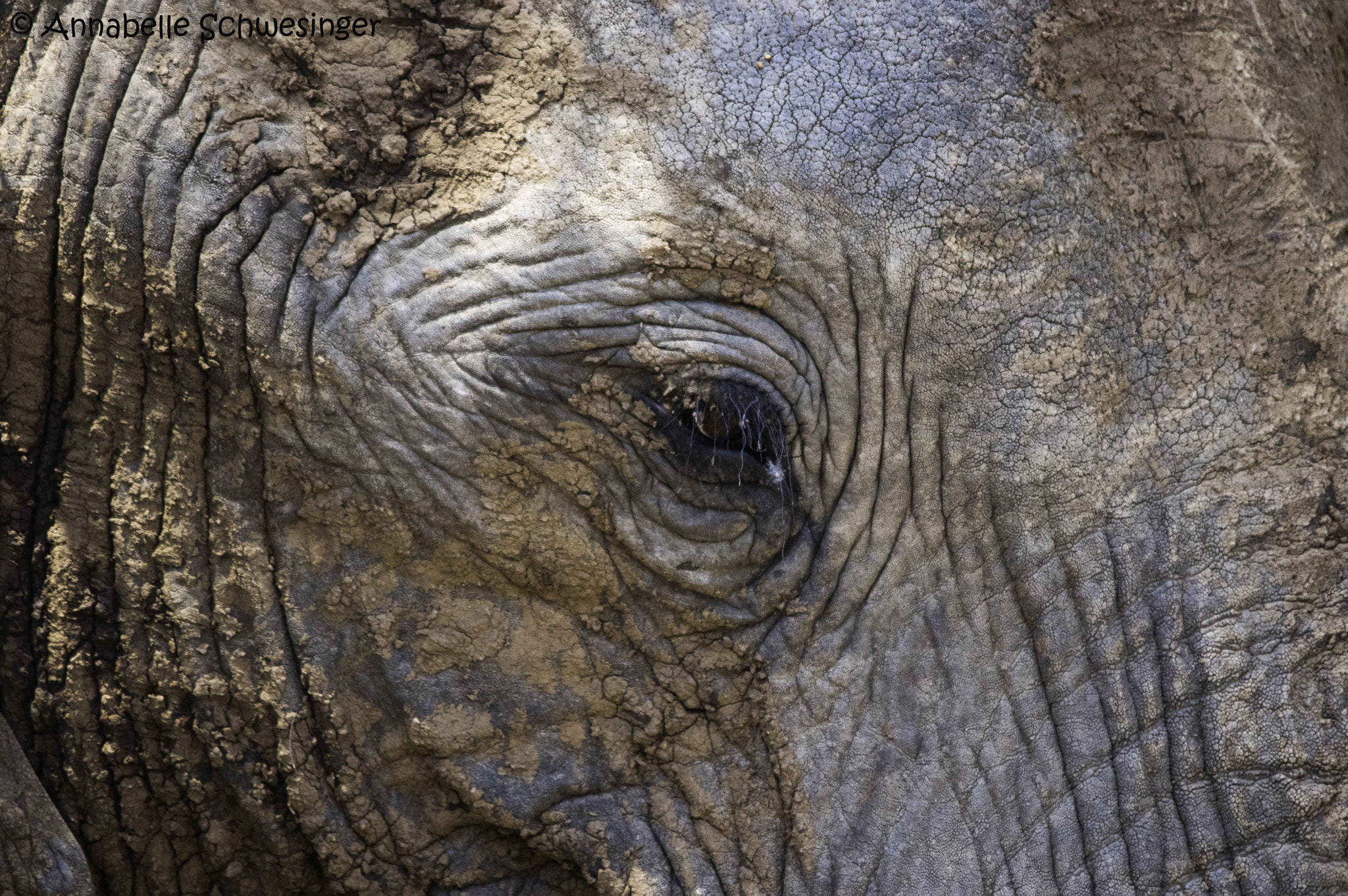 Sigma 150-500mm F5-6.3 DG OS HSM sample photo. The eye of the elephant photography