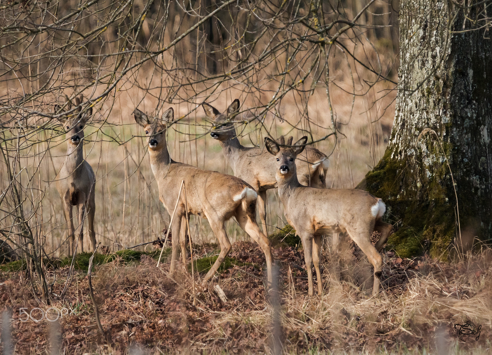 Tamron SP 150-600mm F5-6.3 Di VC USD sample photo. Rehe, deer photography