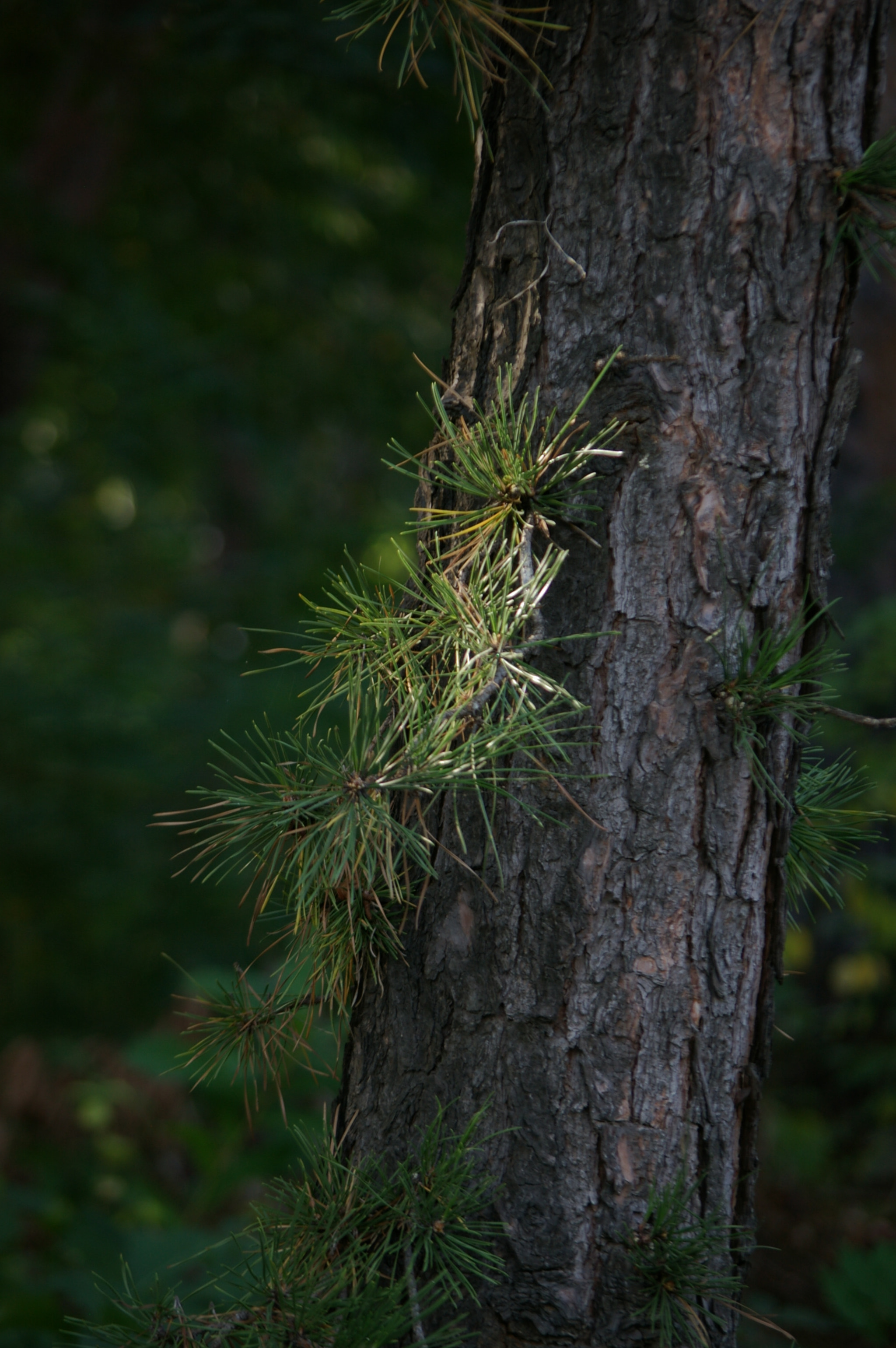 Pentax *ist DS sample photo. Korean pine photography