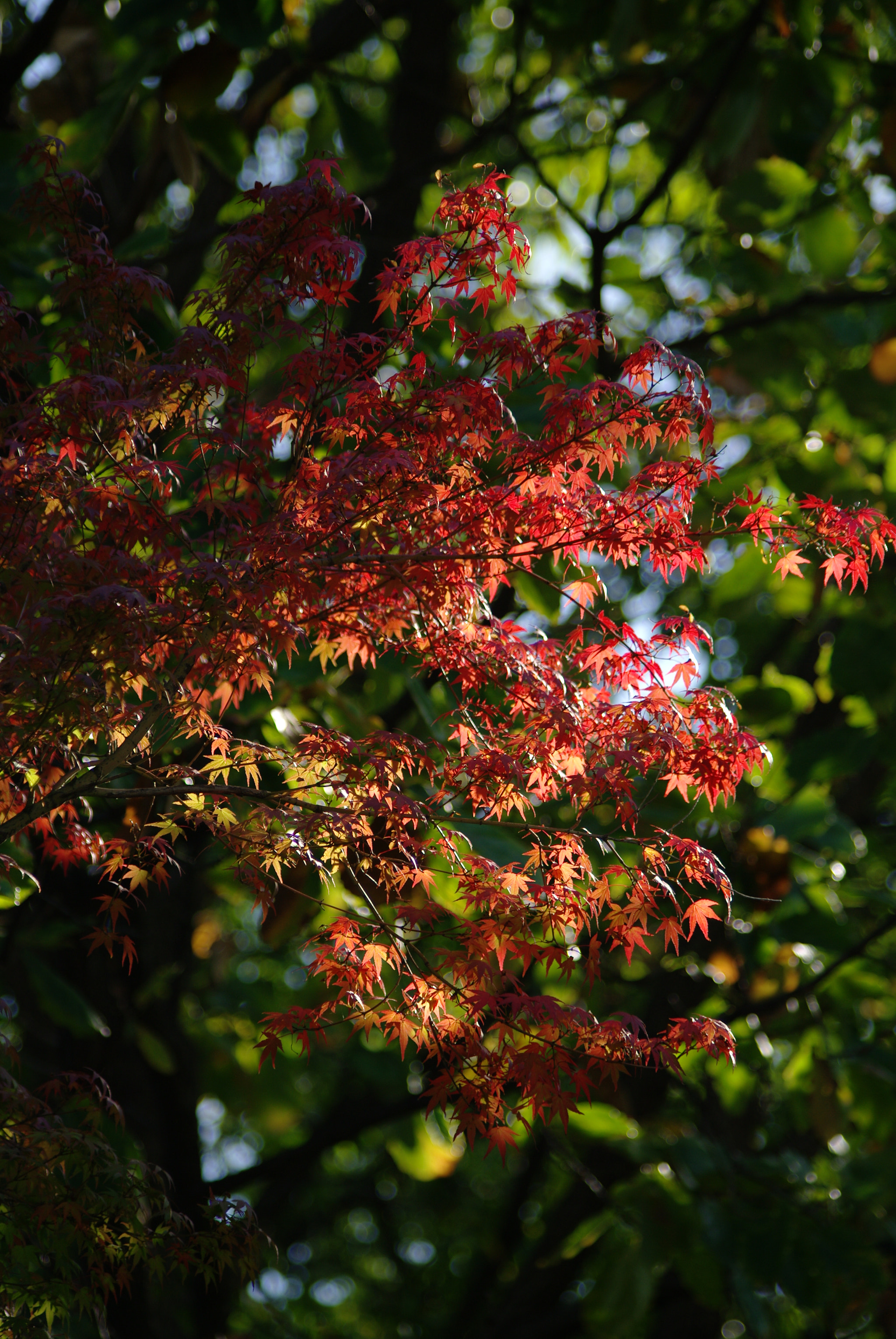 Samsung GX-20 sample photo. Sg201185.jpg photography