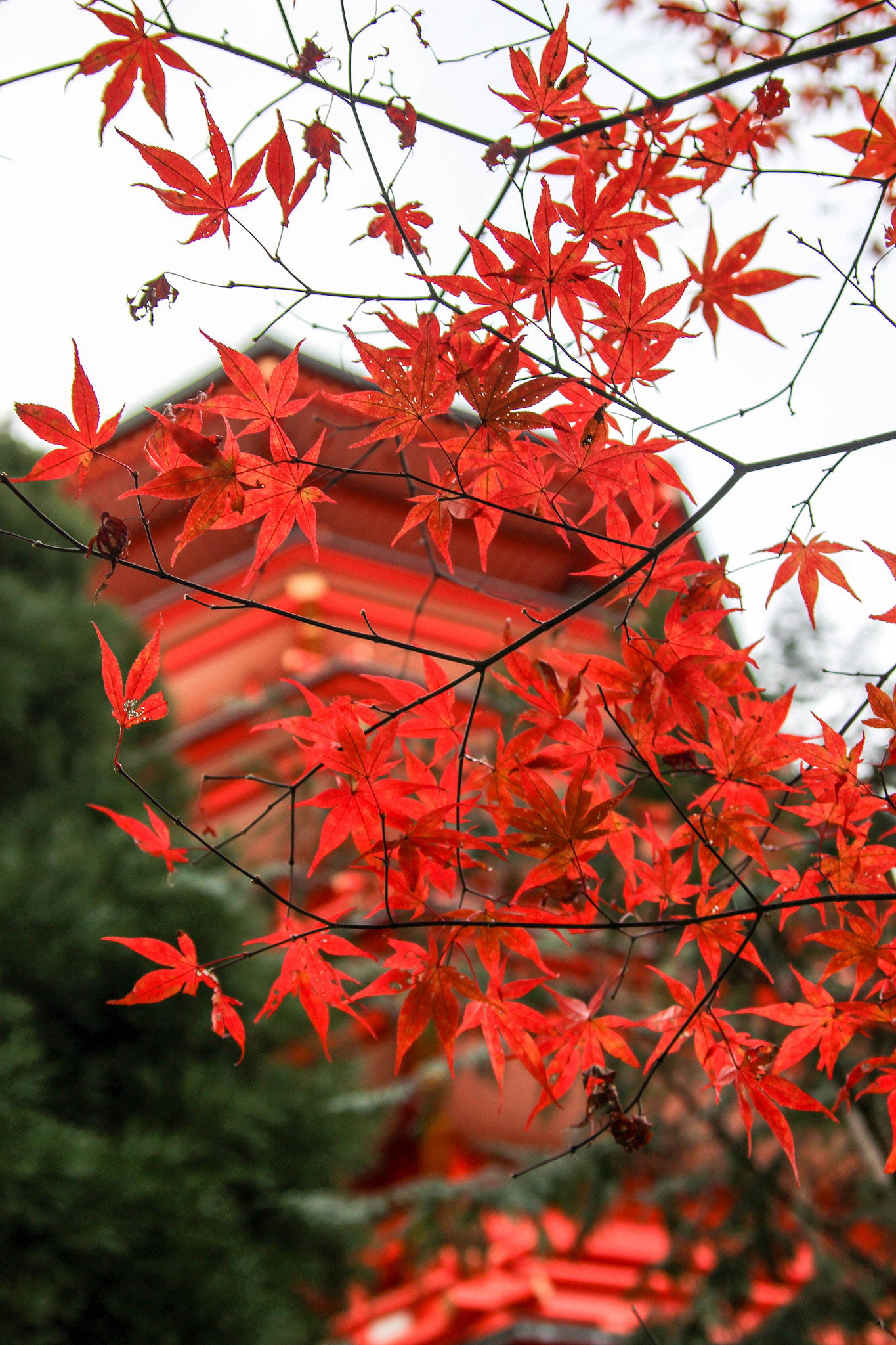 Canon EOS 100D (EOS Rebel SL1 / EOS Kiss X7) sample photo. Sayama park pagoda with autumn leaves photography