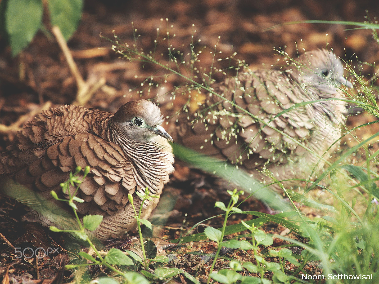 Olympus OM-D E-M5 sample photo. The birds in my backyard photography