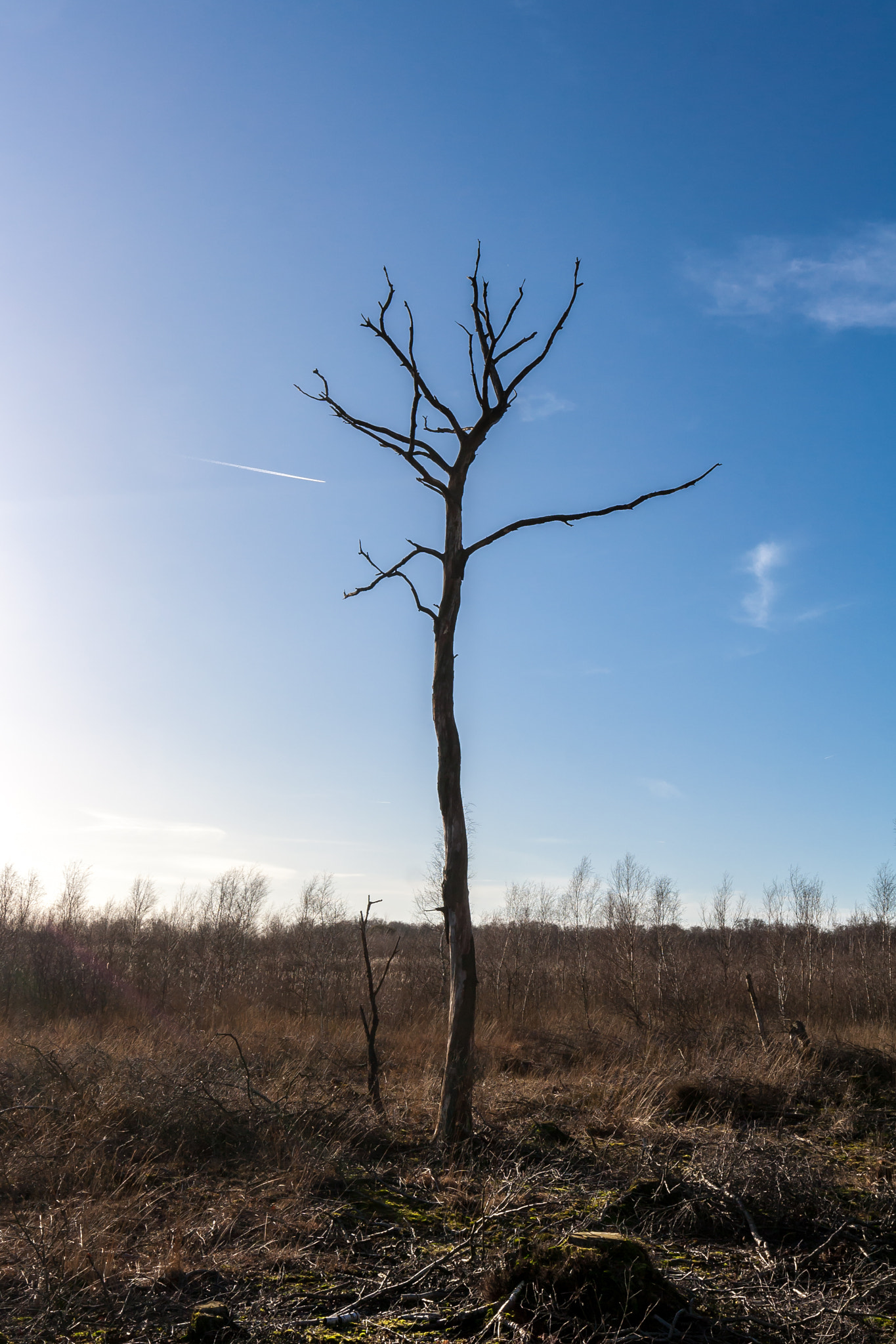 Canon EOS 1000D (EOS Digital Rebel XS / EOS Kiss F) + Canon EF 16-35mm F4L IS USM sample photo. "withered tree in the peat" photography