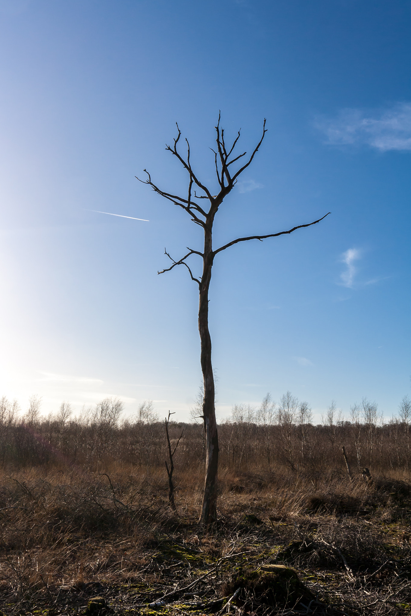 Canon EOS 1000D (EOS Digital Rebel XS / EOS Kiss F) sample photo. "withered tree in the peat" photography