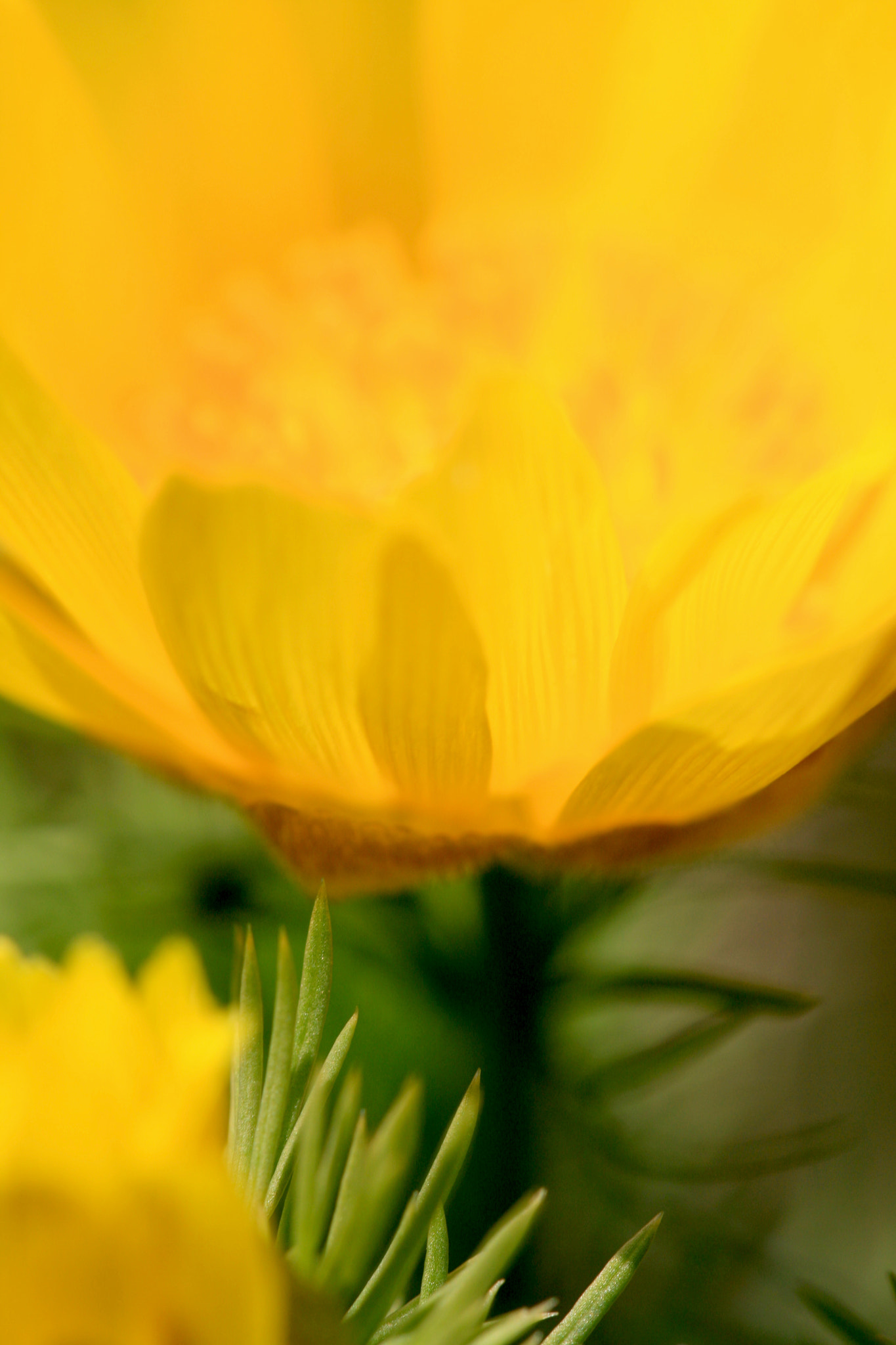 Sigma APO Macro 150mm f/2.8 EX DG HSM sample photo. Lamp photography