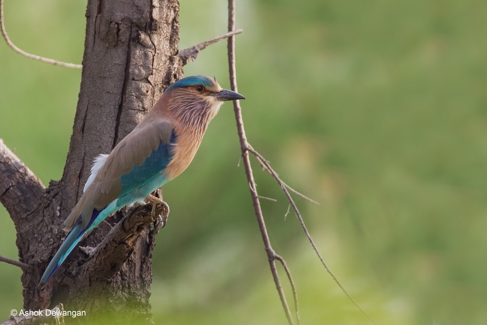 Tamron SP 150-600mm F5-6.3 Di VC USD sample photo. Indian roller photography