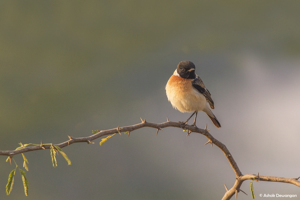 Canon EOS 1100D (EOS Rebel T3 / EOS Kiss X50) + Tamron SP 150-600mm F5-6.3 Di VC USD sample photo. Stonechat photography
