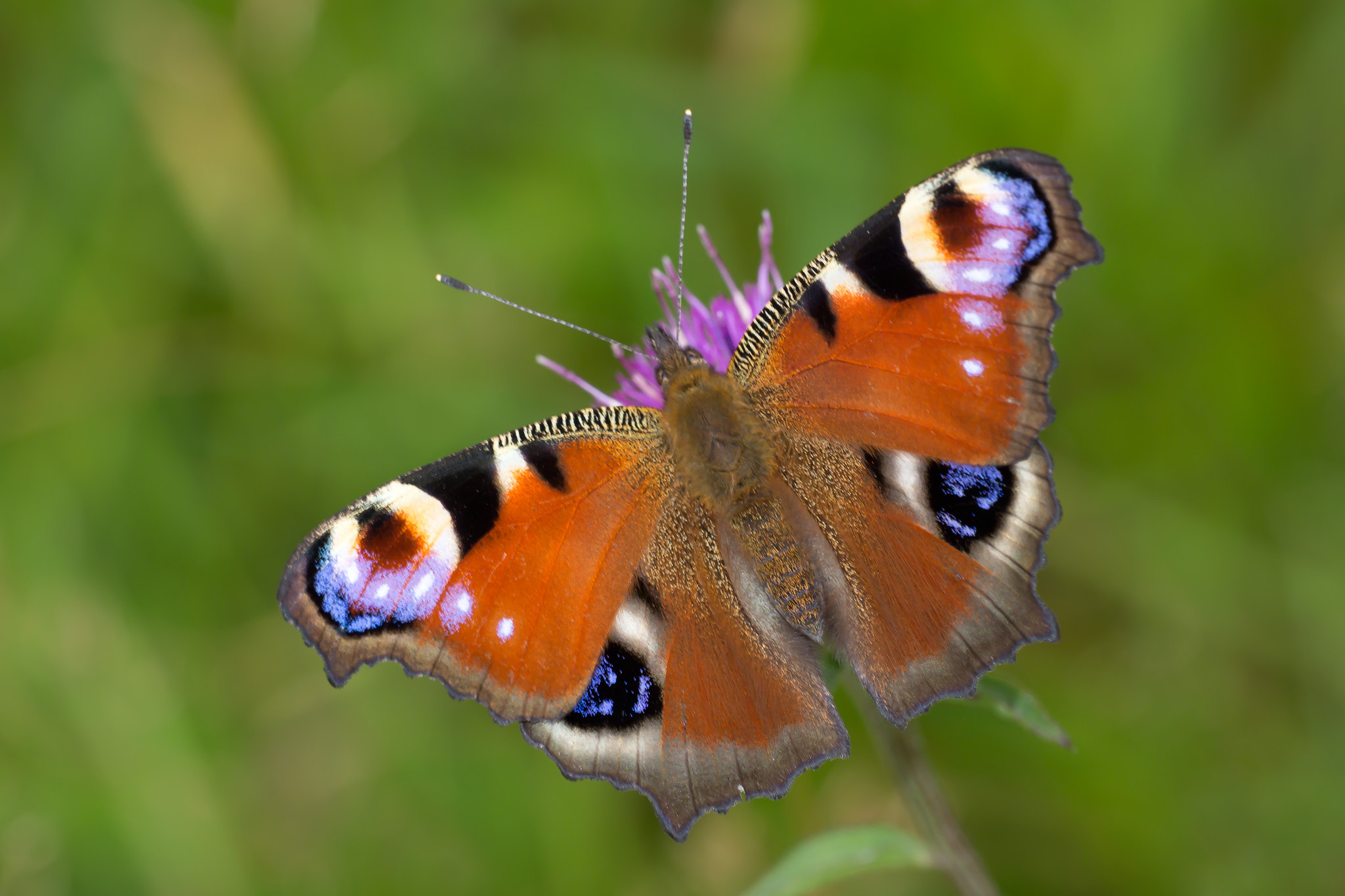 Canon EF 180mm F3.5L Macro USM sample photo. Peacock photography