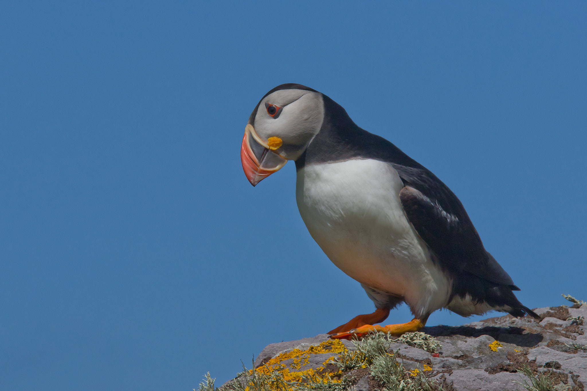 Canon EF 70-200mm F4L IS USM sample photo. Puffin photography