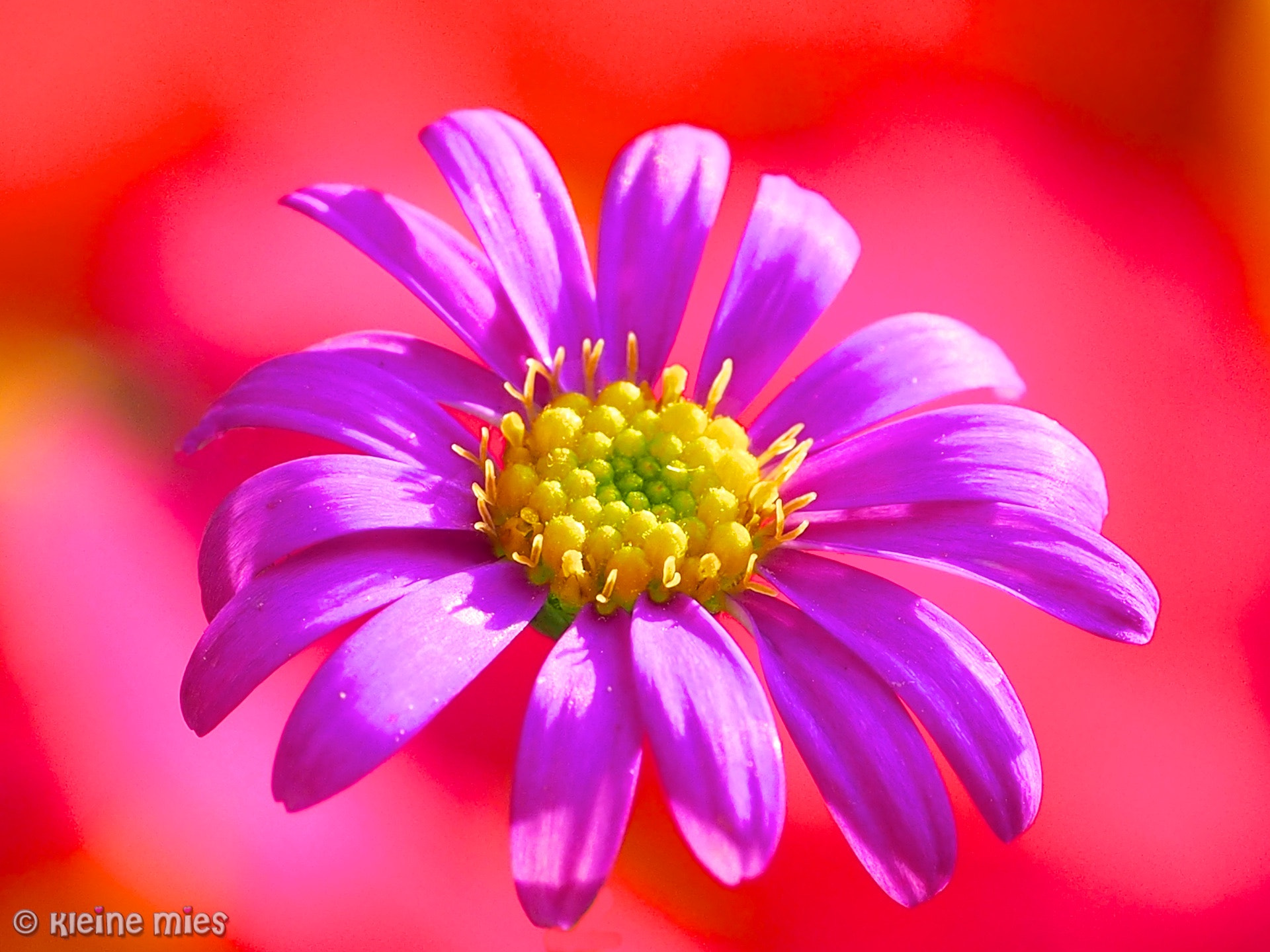 Panasonic Leica DG Macro-Elmarit 45mm F2.8 ASPH OIS sample photo. Made in holland photography
