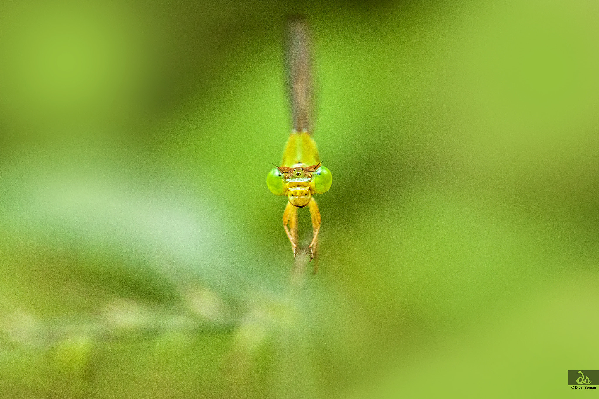 Sigma 105mm F2.8 EX DG OS HSM sample photo. Damselfly photography