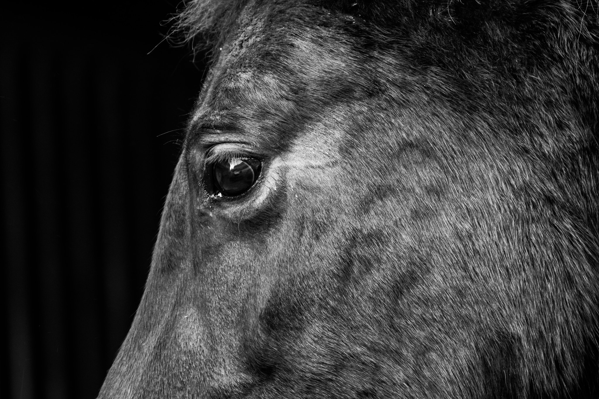 Tamron SP 35mm F1.8 Di VC USD sample photo. The eye of the horse photography