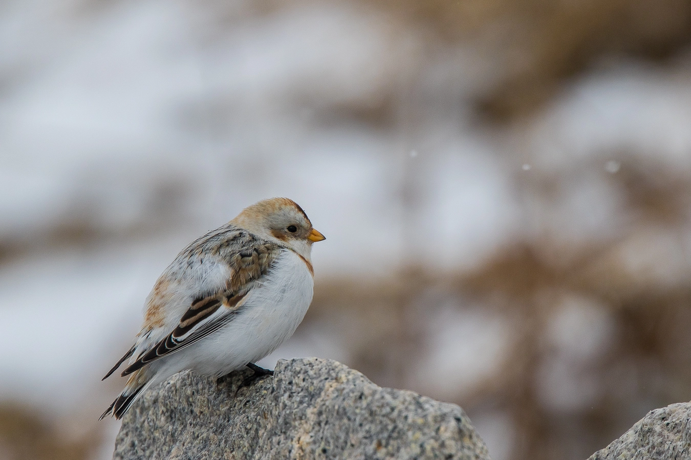 Canon EF 400mm F4.0 DO IS USM sample photo. Winter(snow bunting) photography