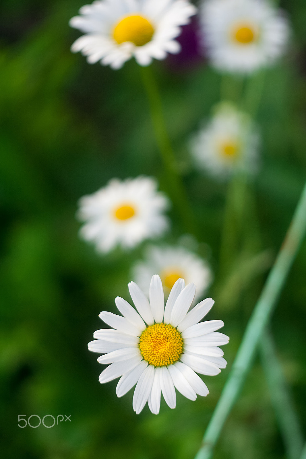 Canon EOS 350D (EOS Digital Rebel XT / EOS Kiss Digital N) + Canon 50.0 mm sample photo. Bright chamomile photography