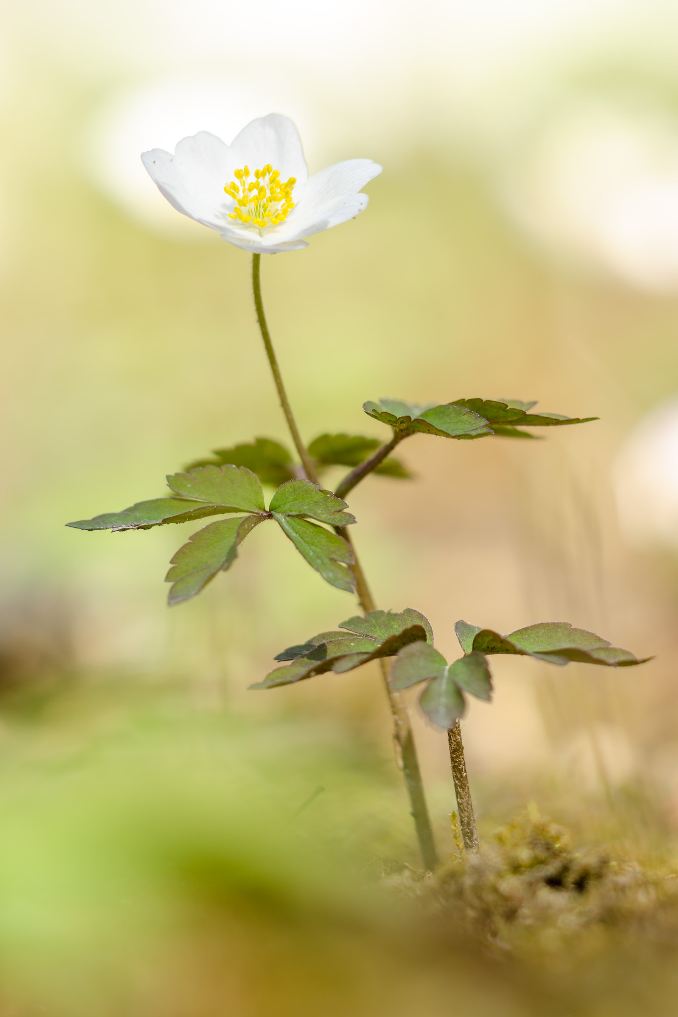 Sigma 150mm F2.8 EX DG Macro HSM sample photo. Anemone nemorosa photography