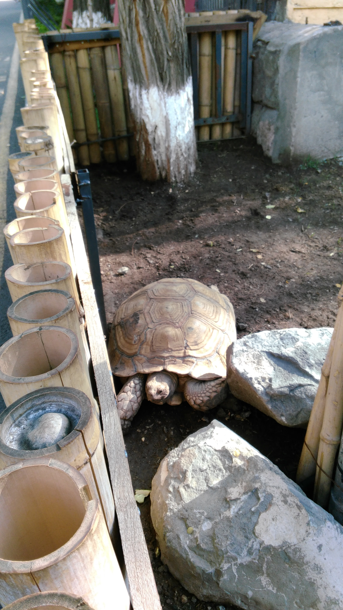 Lenovo S60-A sample photo. Zoo photography