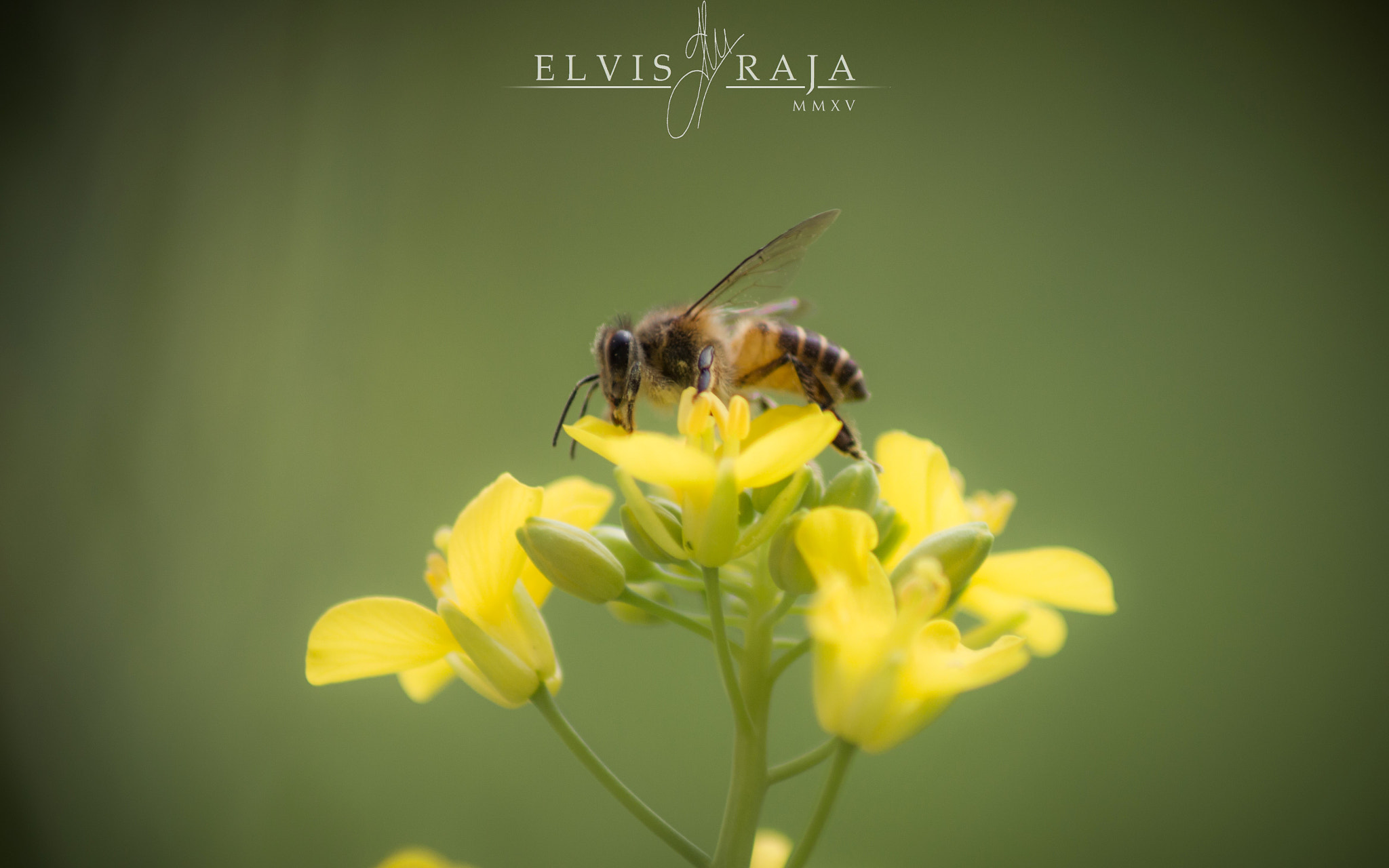 Sigma 50-150mm F2.8 EX APO DC HSM II sample photo. Yellow on yellow photography
