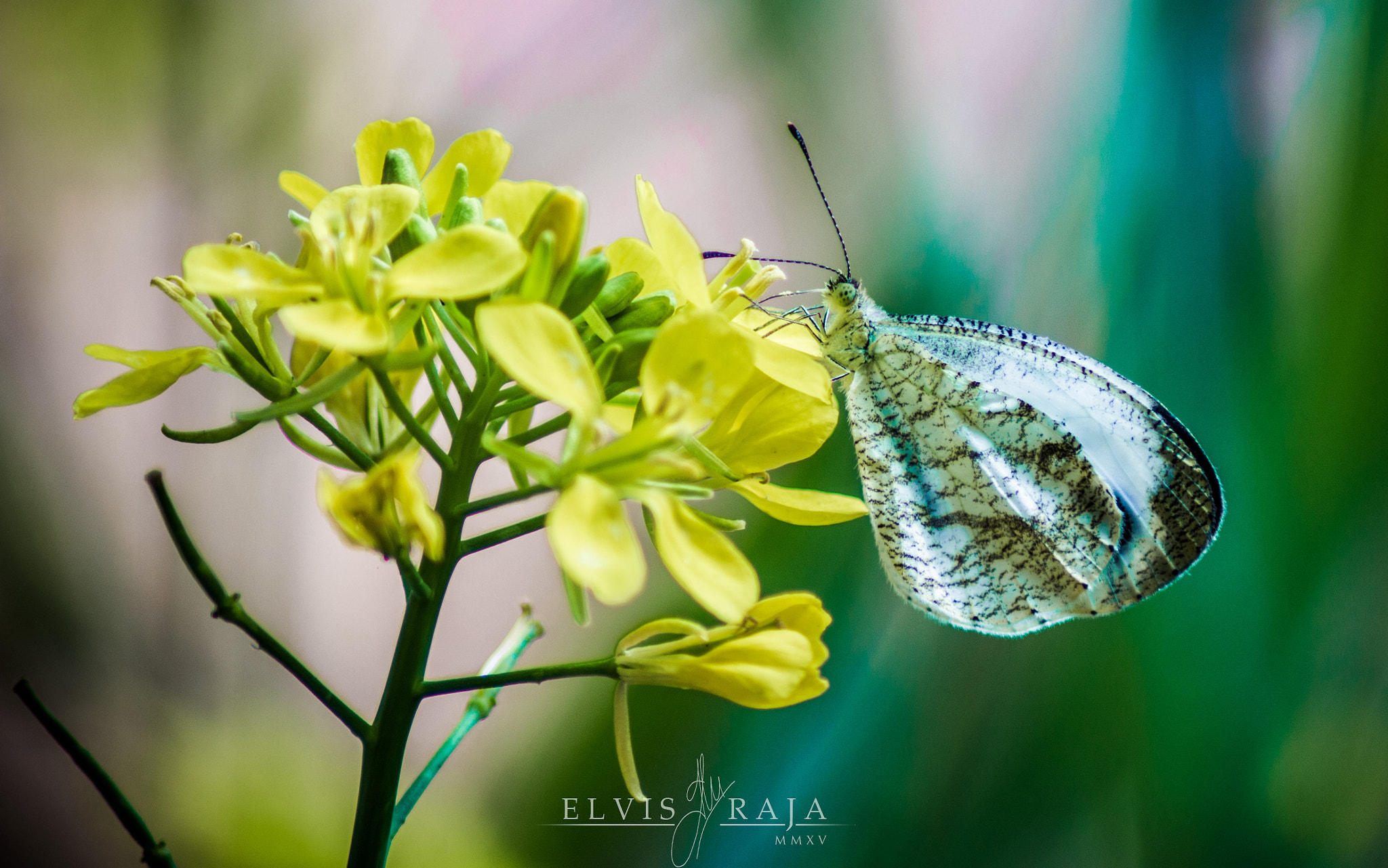 Sigma 50-150mm F2.8 EX APO DC HSM II sample photo. White on yellow photography