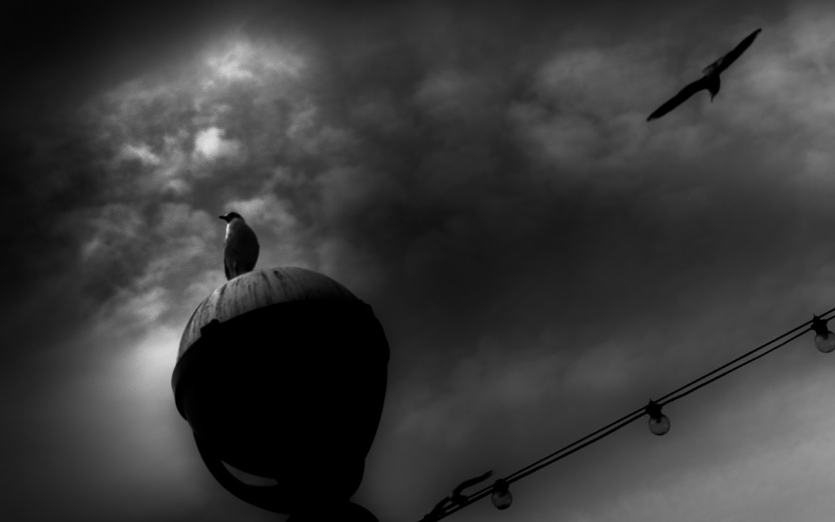 FE 35mm F0 ZA sample photo. Gulls and clouds photography
