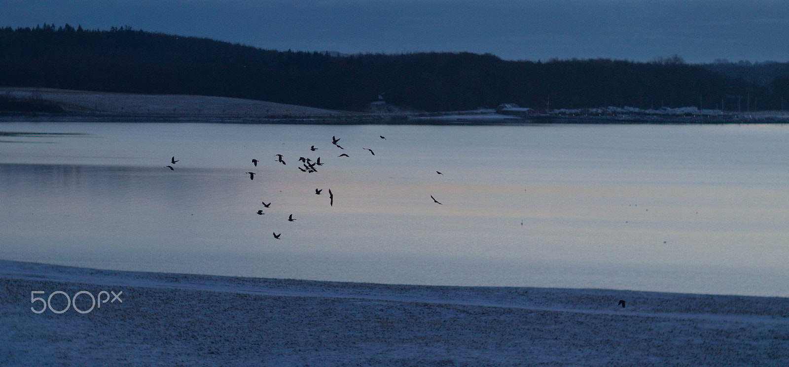 Canon EF 85mm F1.2 sample photo. Winterseabirds photography