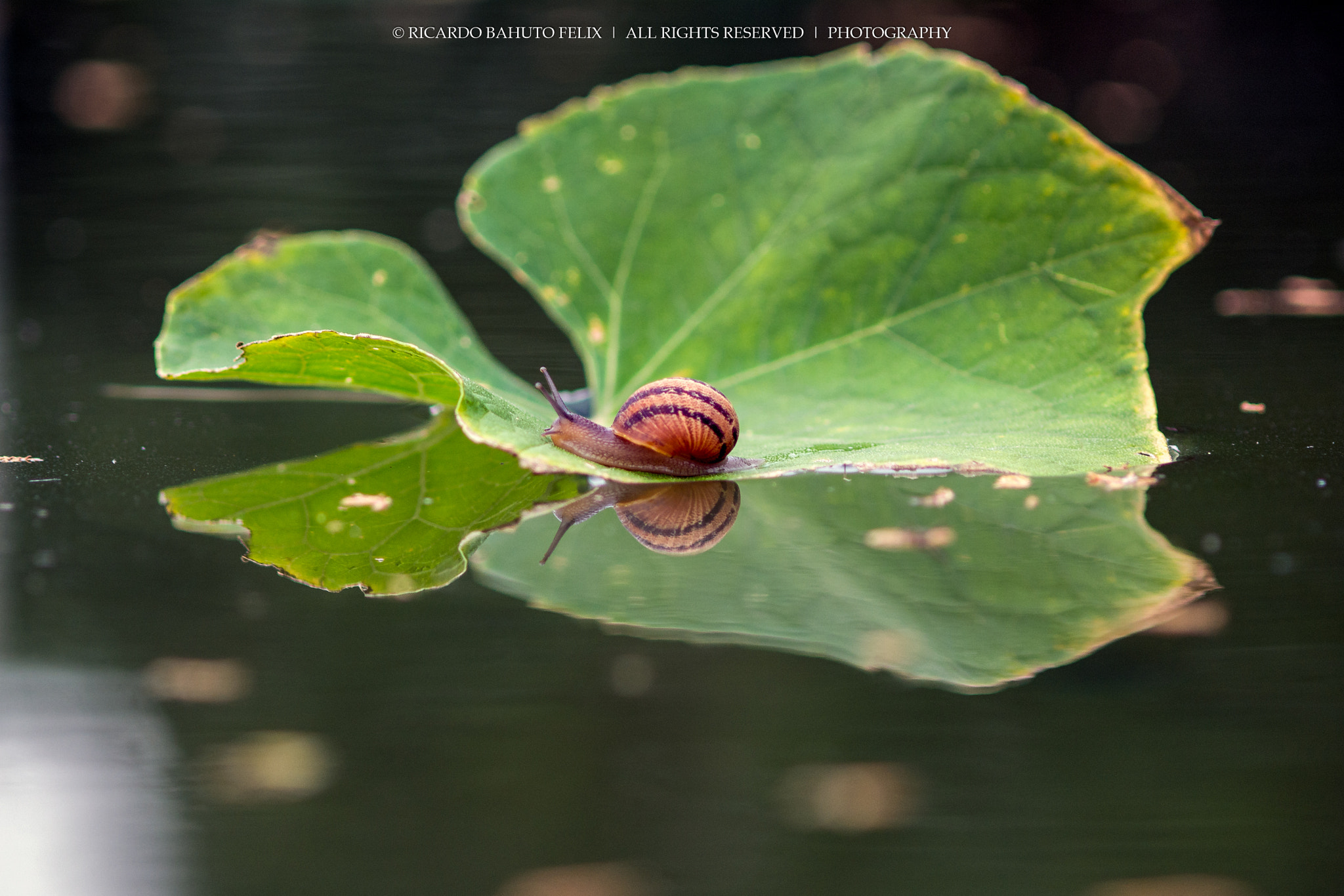 Nikon D7100 + AF Micro-Nikkor 105mm f/2.8 sample photo. A snail in the water photography