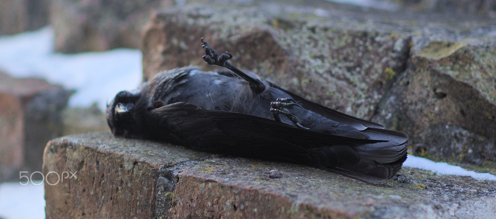 Canon EF 85mm F1.2 sample photo. Deadbirdie photography