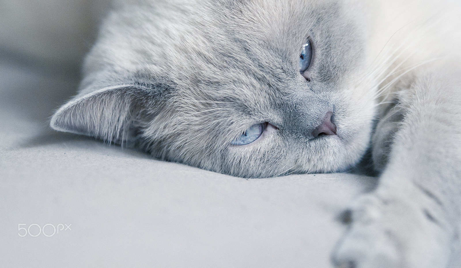 Nikon AF-S Nikkor 200mm F2G ED-IF VR sample photo. Prince the cat photography