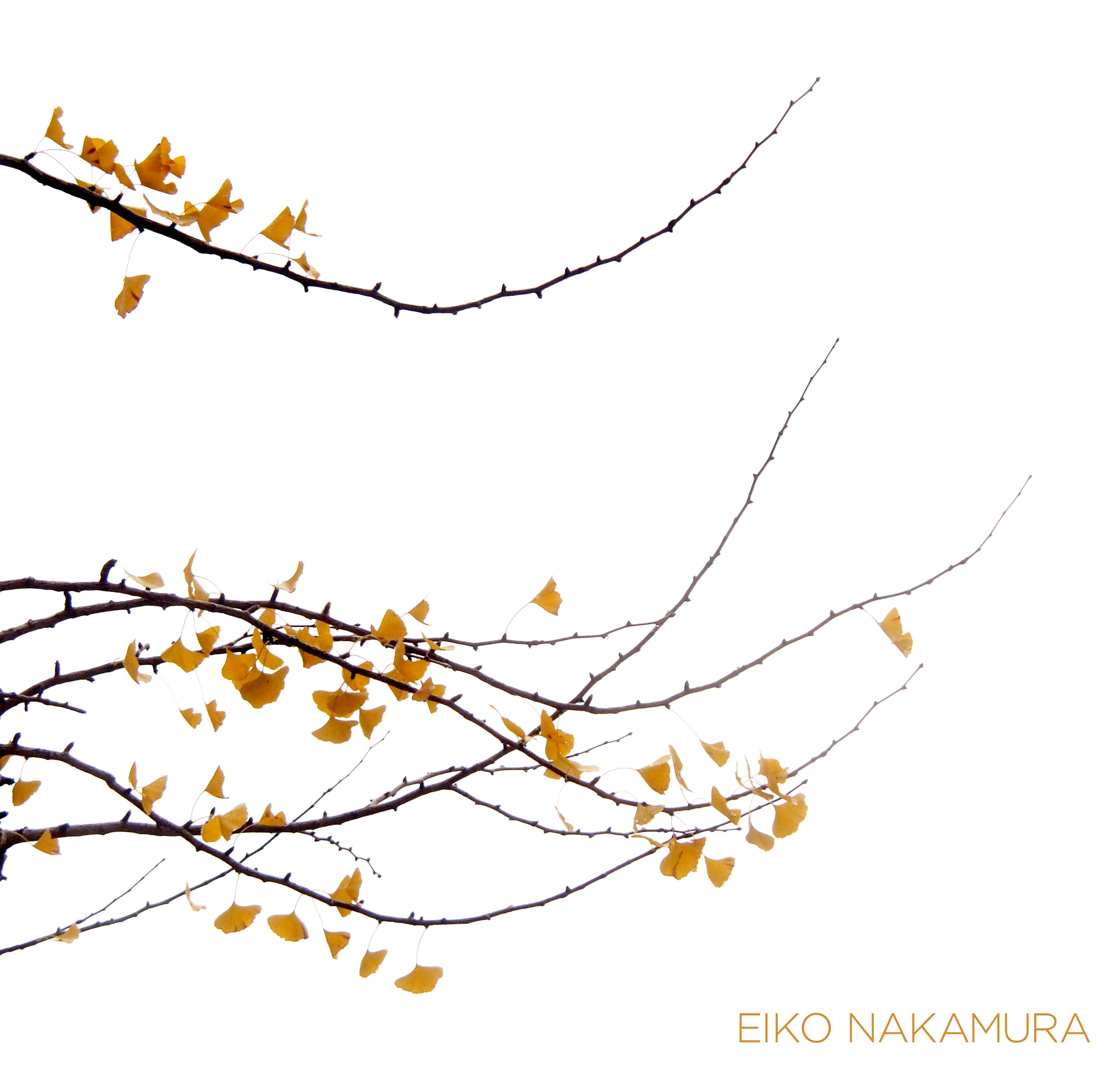 Olympus PEN E-P5 sample photo. The end of autumn photography