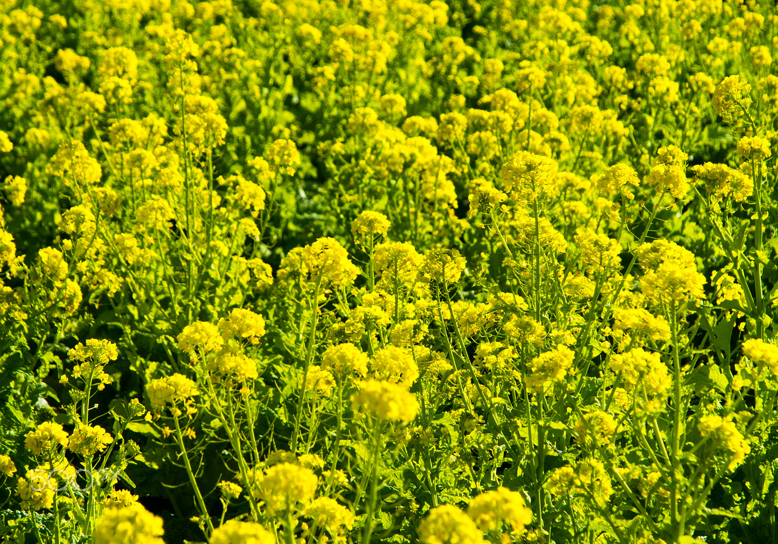 smc PENTAX-F 35-105mm F4-5.6 sample photo. Flower of cole in ninomiya, japan. photography