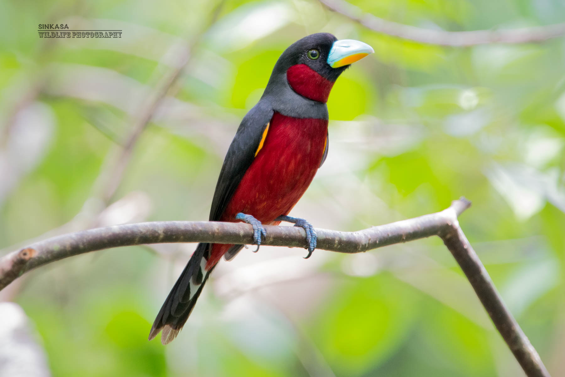 Nikon D800E + Nikon AF-S Nikkor 400mm F2.8G ED VR II sample photo. Black and red broadbill photography