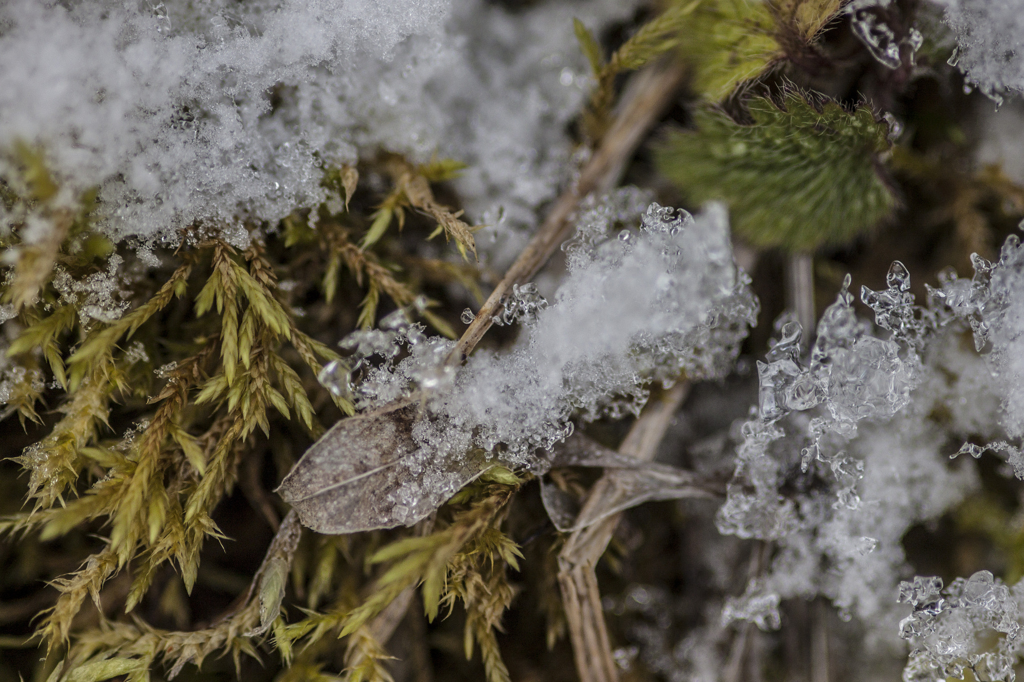 Canon EOS 500D (EOS Rebel T1i / EOS Kiss X3) + Sigma 105mm F2.8 EX DG Macro sample photo. Snow crystal photography