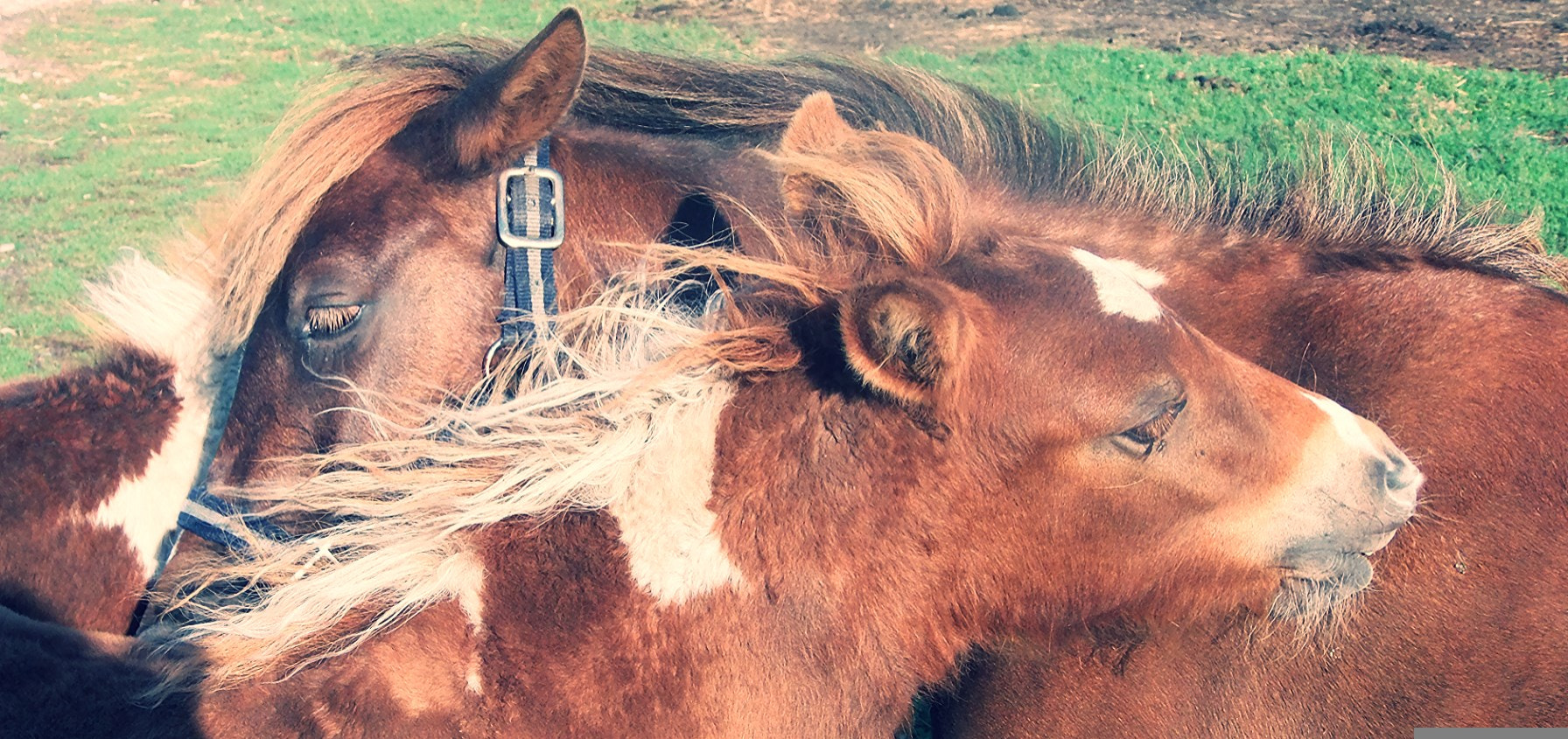 Olympus SP-720UZ sample photo. Horse love photography