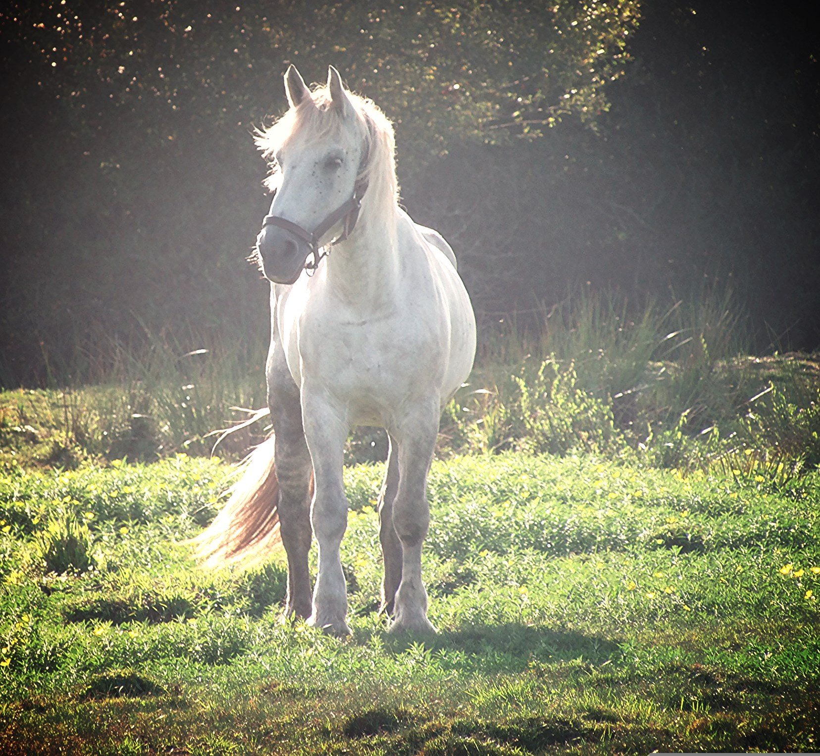 Olympus SP-720UZ sample photo. Horse photography