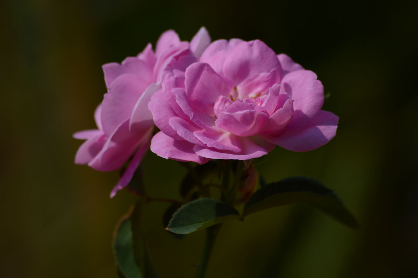 Nikon D3200 + Nikon AF-S Nikkor 28mm F1.8G sample photo. Dsc_0173.jpg photography