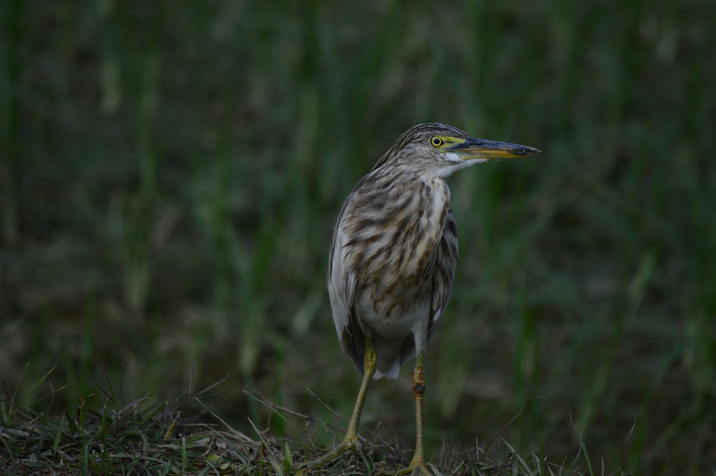 Nikon D3200 + Sigma 50mm F2.8 EX DG Macro sample photo. Dsc_0259.jpg photography