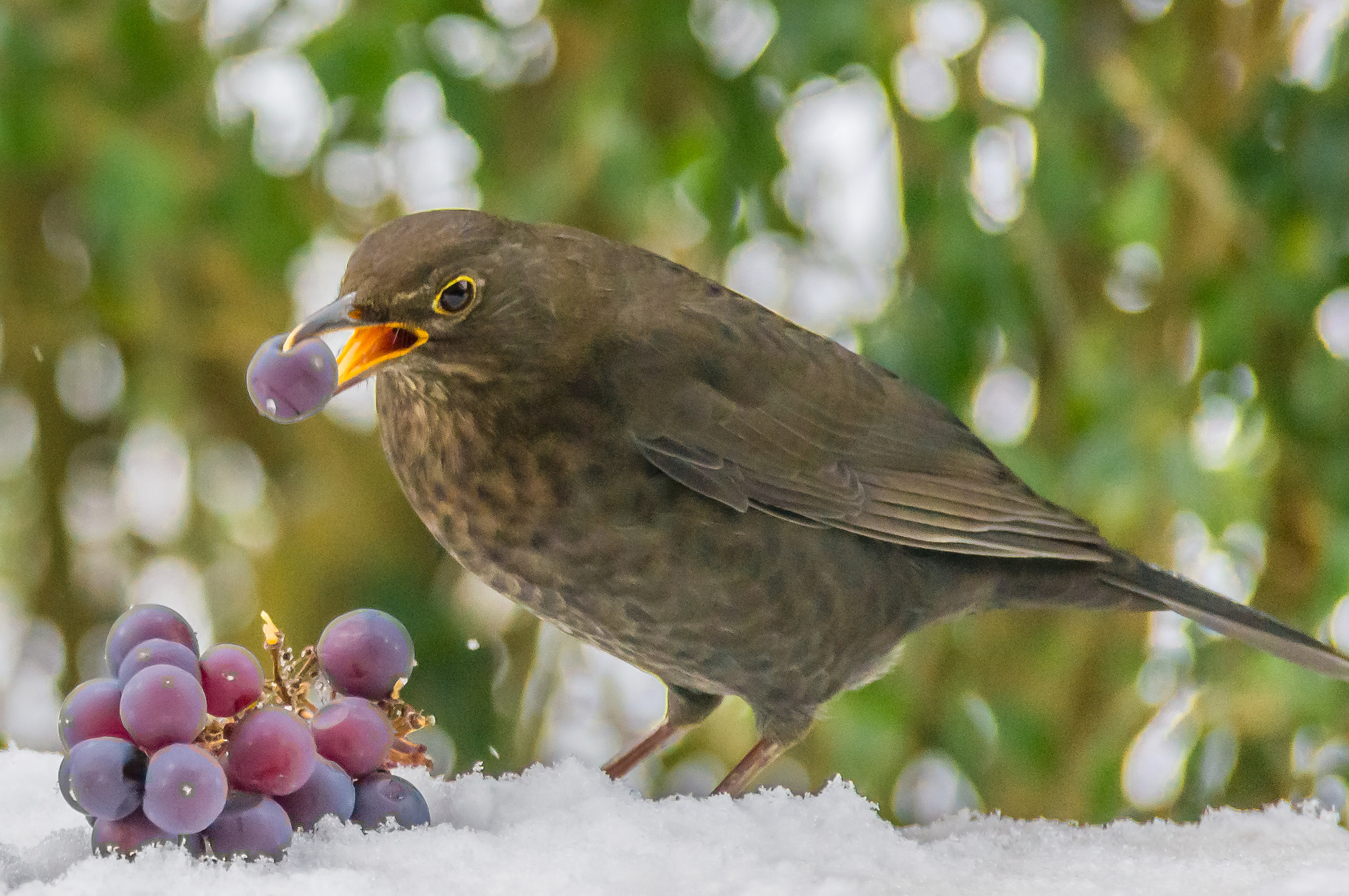 Sony SLT-A55 (SLT-A55V) sample photo. Female blackbird photography