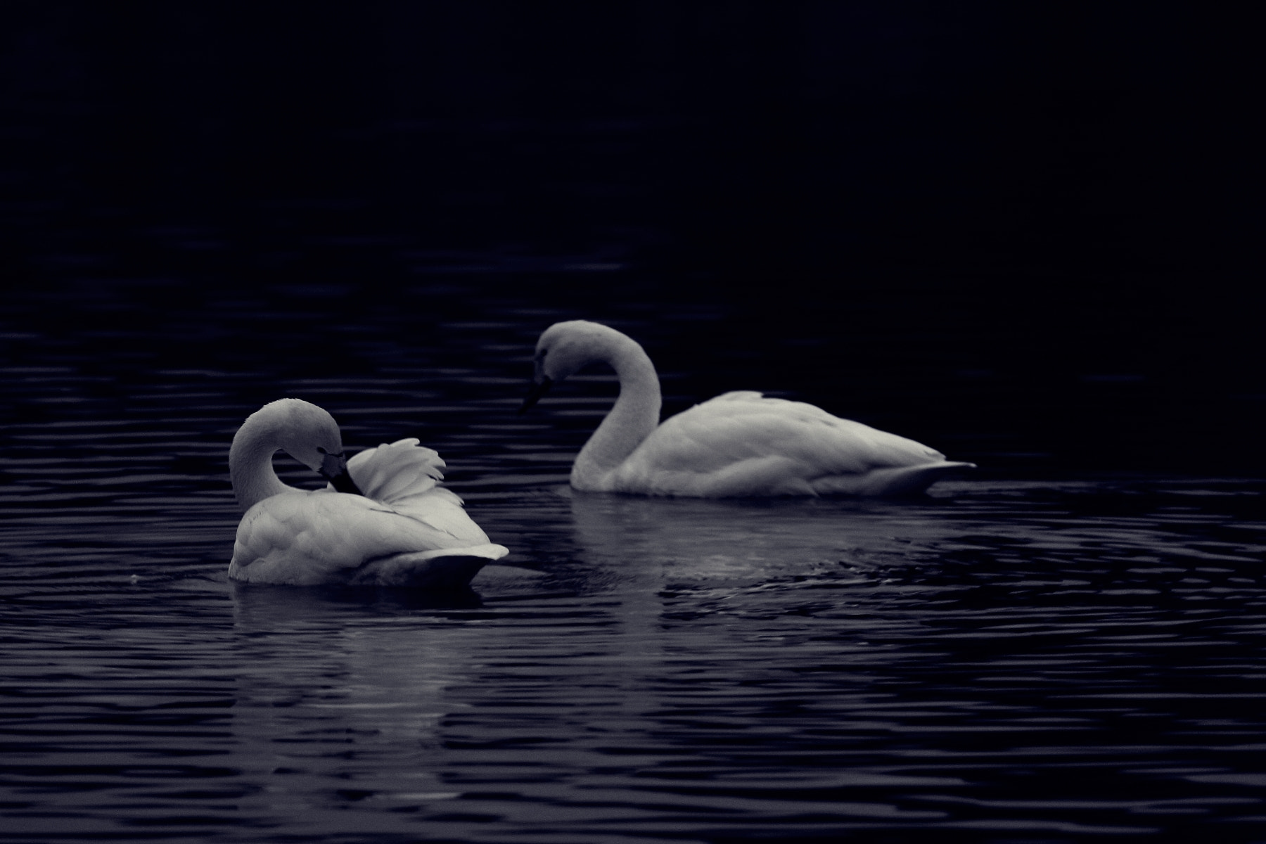 Canon EF 70-300mm F4-5.6L IS USM sample photo. Swan photography
