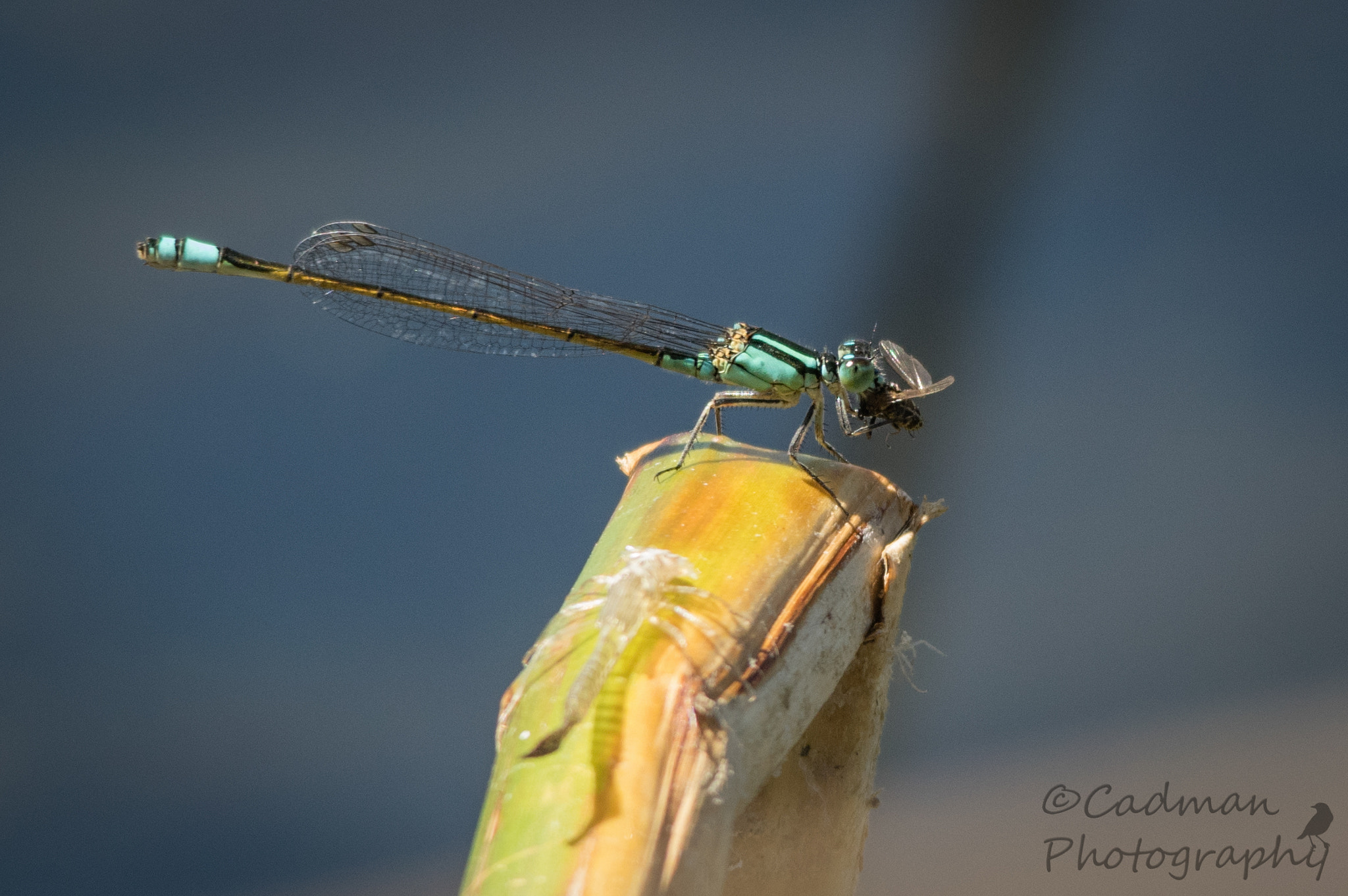 Pentax K-3 sample photo. Mmmm lunch photography