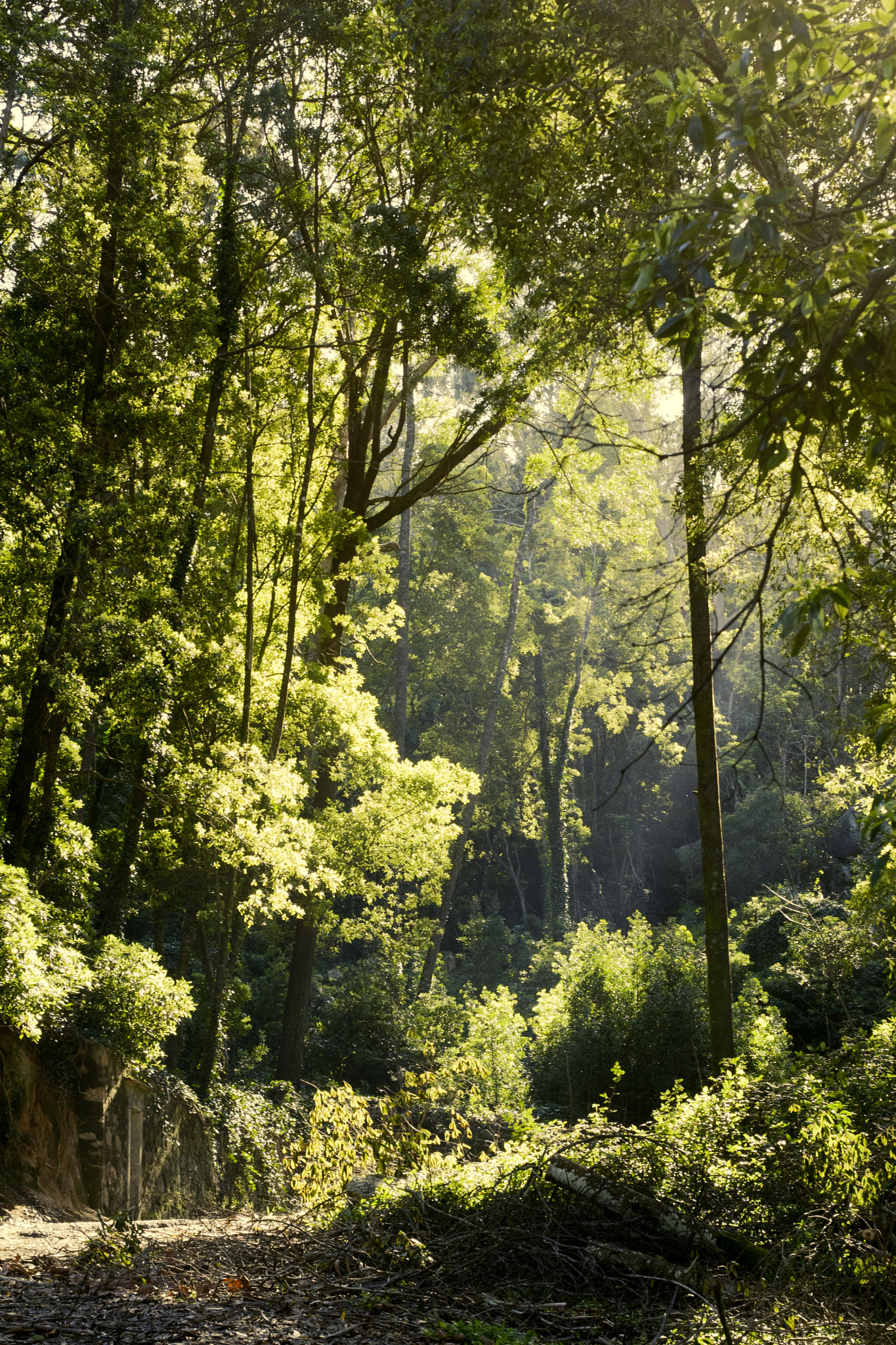 Canon EOS 30D + Canon EF 50mm F1.8 II sample photo. Forest. photography