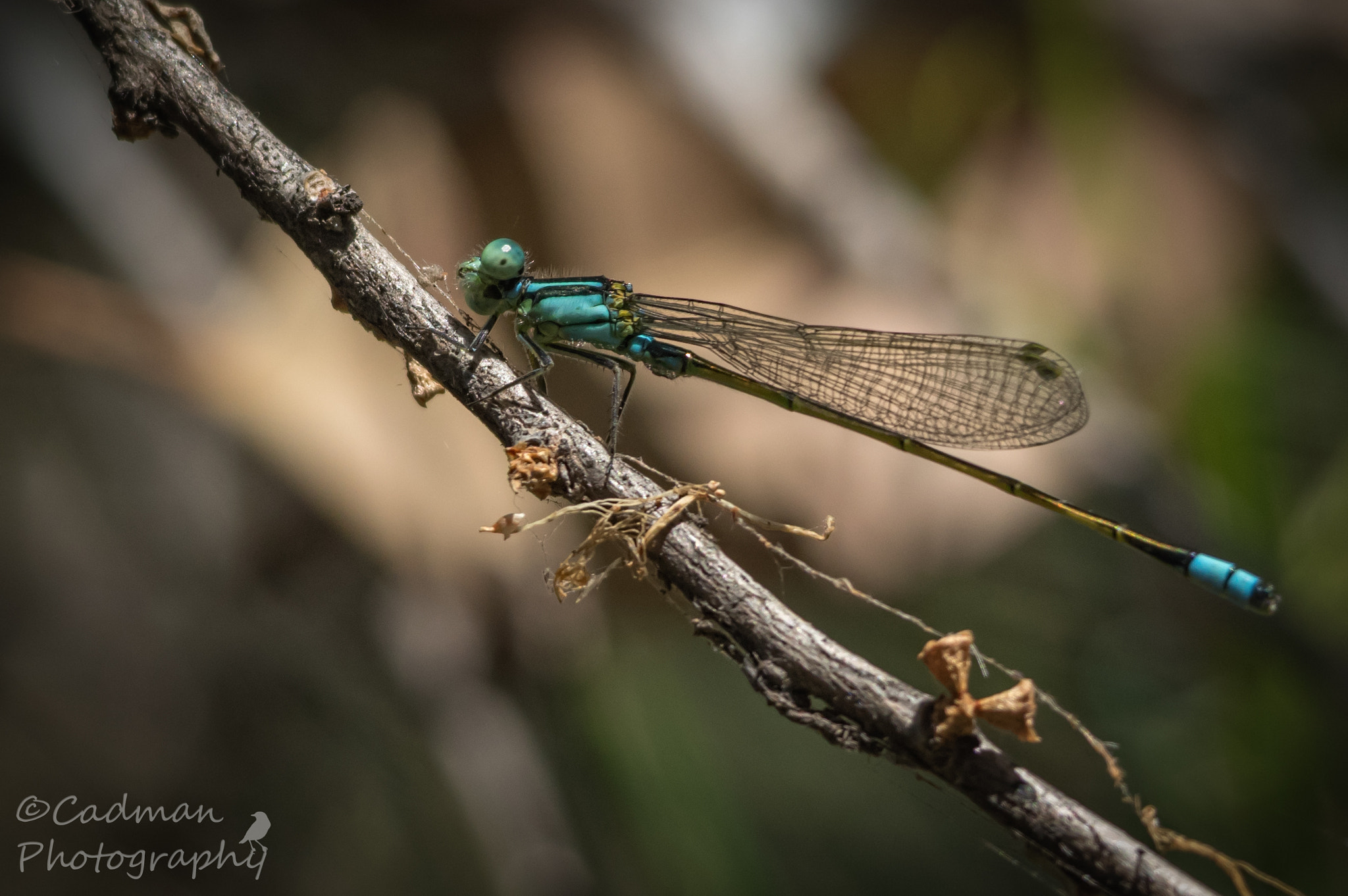 Sigma 150-500mm F5-6.3 DG OS HSM sample photo. What are you looking at photography