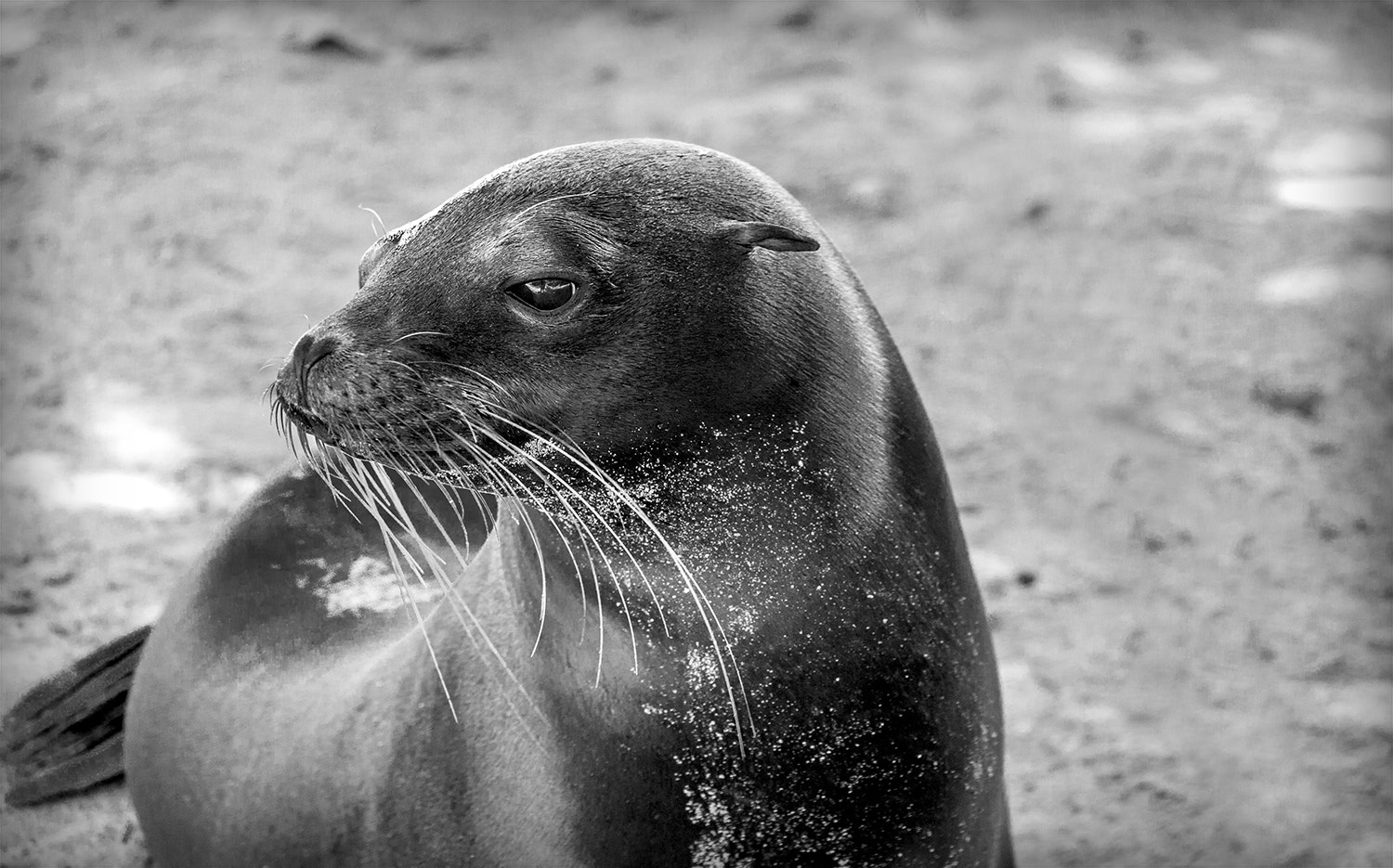 Canon EF-S 18-135mm F3.5-5.6 IS STM sample photo. Zalophus wollebaeki photography