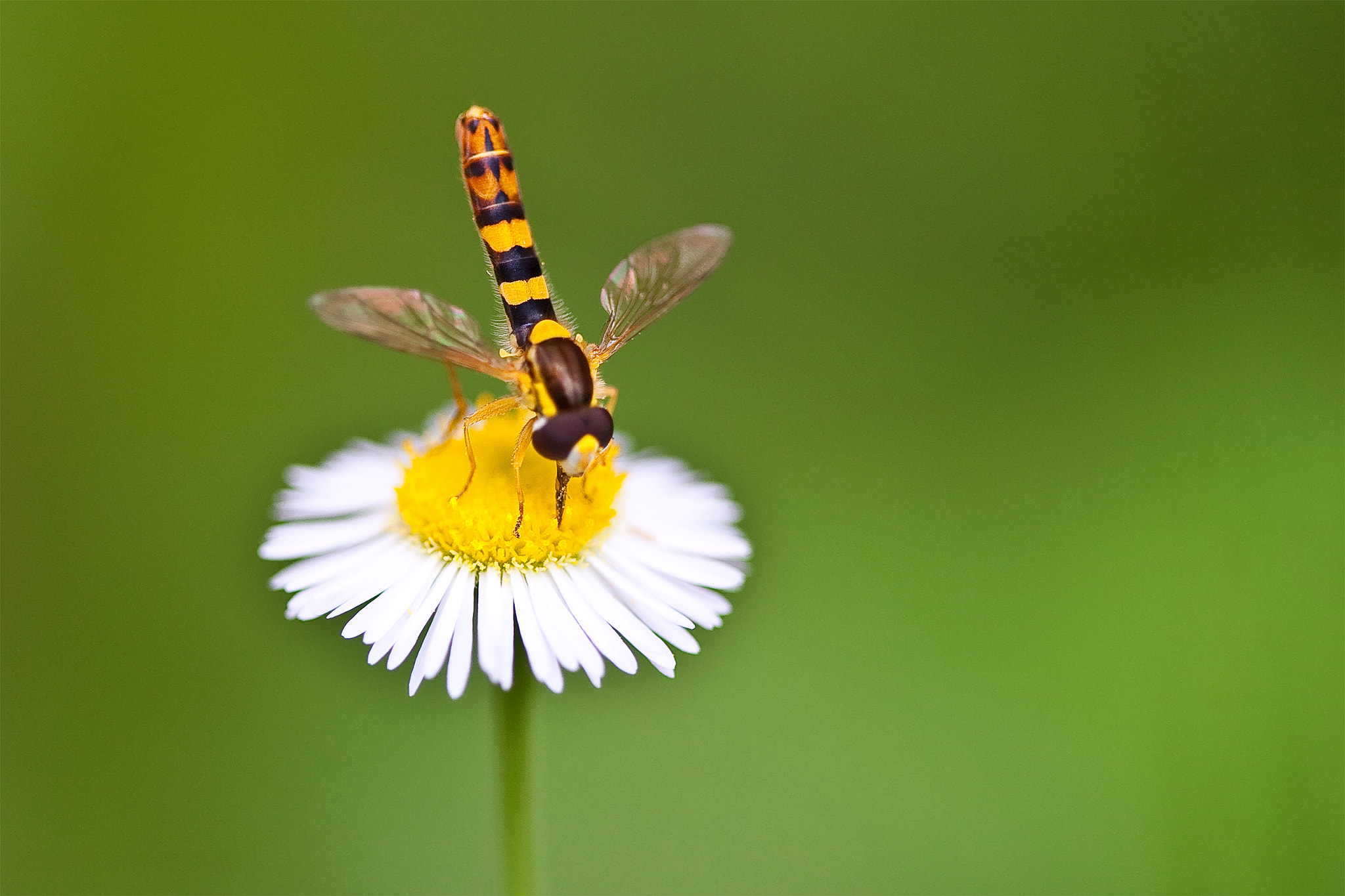 Canon EOS 5D + Canon EF 100mm F2.8 Macro USM sample photo. Daisy photography