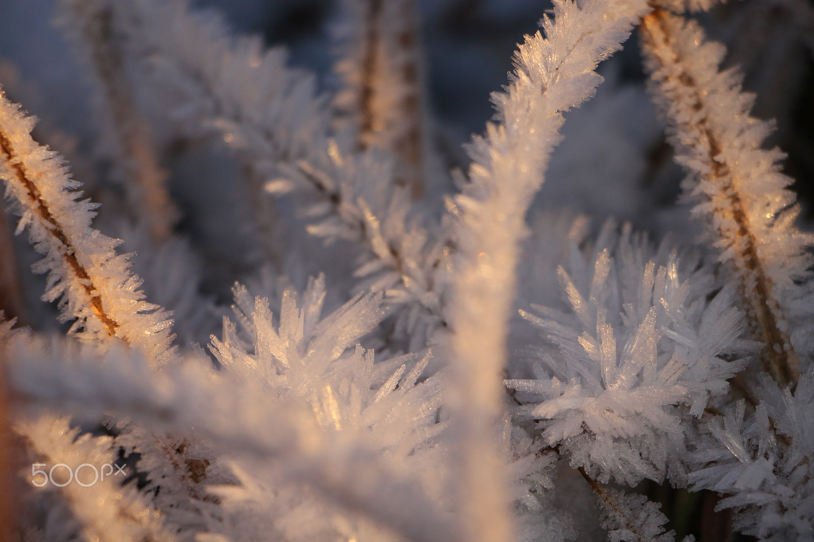 Canon EF-S 18-135mm F3.5-5.6 IS STM sample photo. Frozen grass photography
