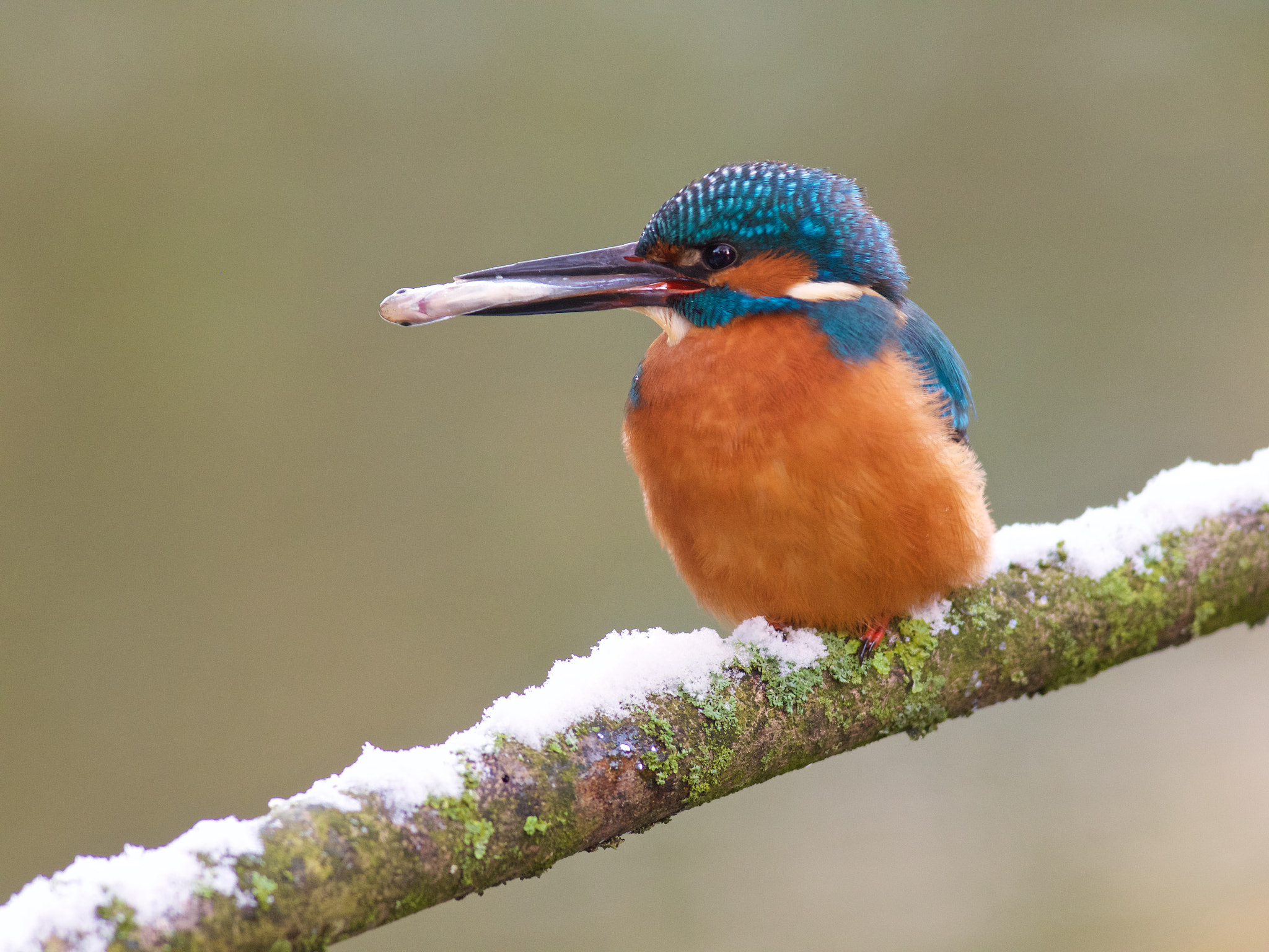 Olympus Zuiko Digital ED 90-250mm F2.8 sample photo. Kingfisher with fish photography