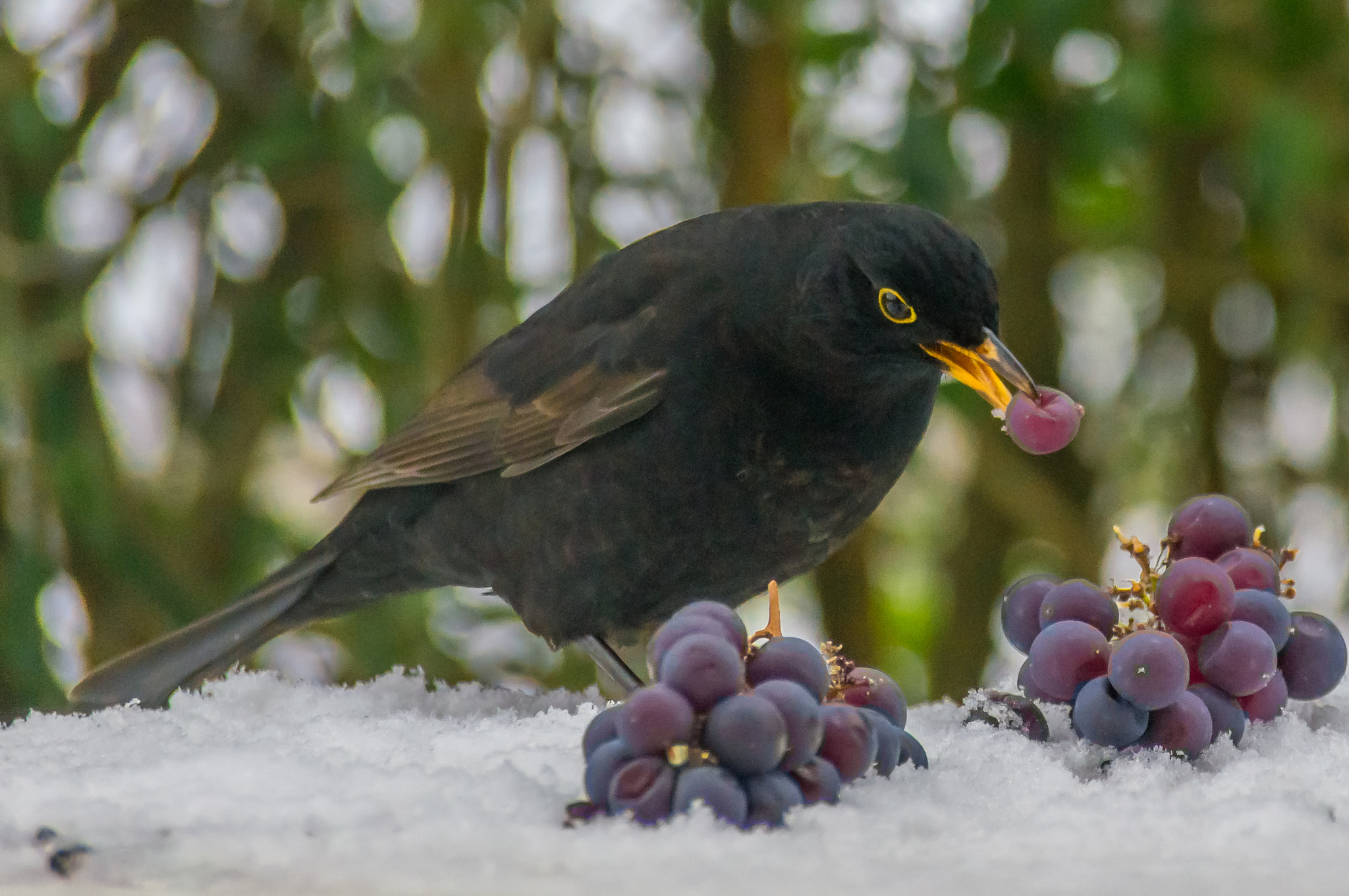 Sony SLT-A55 (SLT-A55V) sample photo. Male blackbird photography