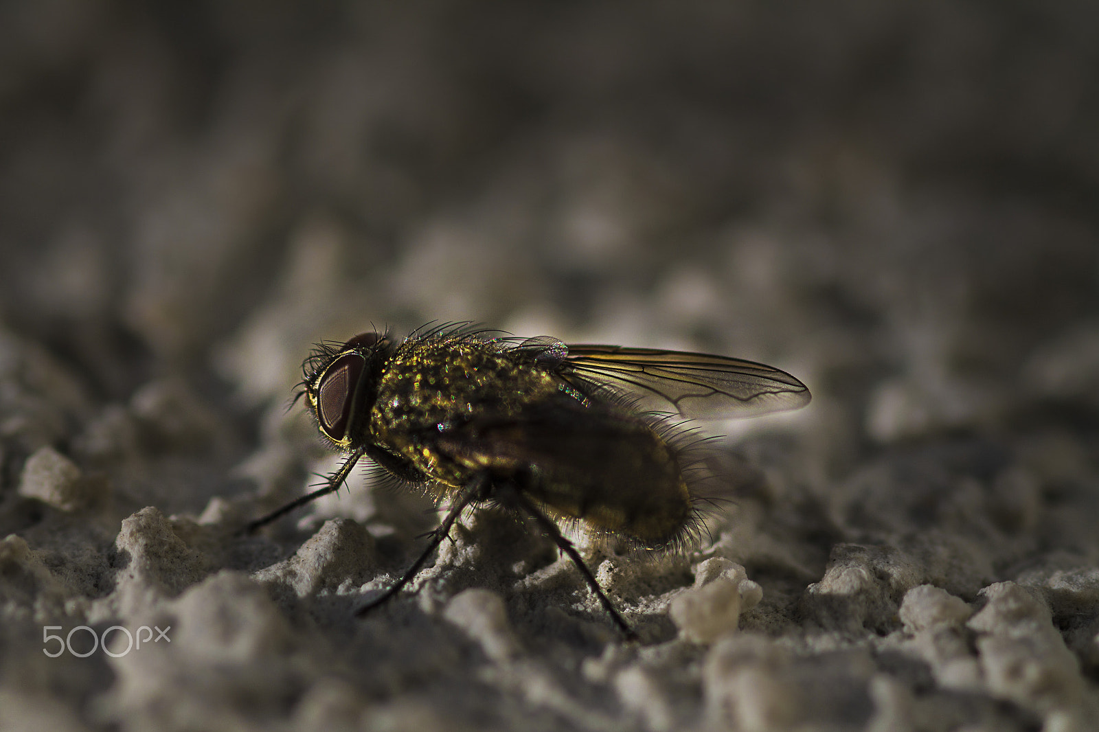 Canon EF 100mm F2.8 Macro USM sample photo. Fly iluminated by rising sun on gray plaster photography