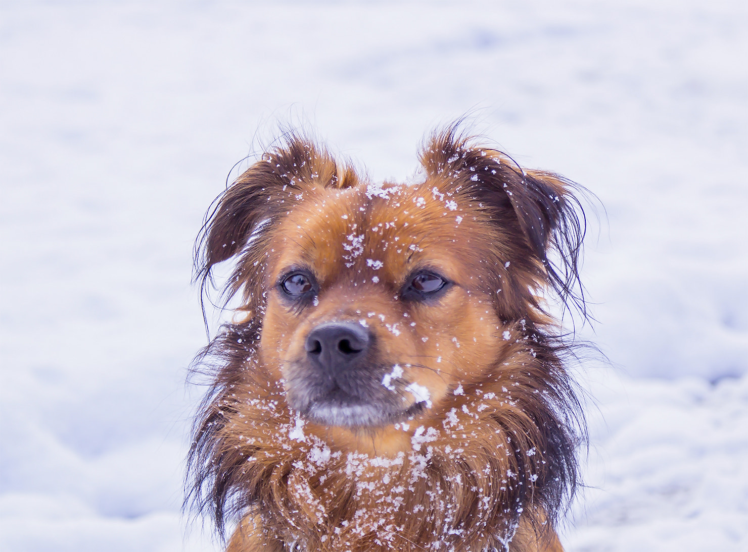 Sony DT 18-70mm F3.5-5.6 sample photo. This name is balu photography