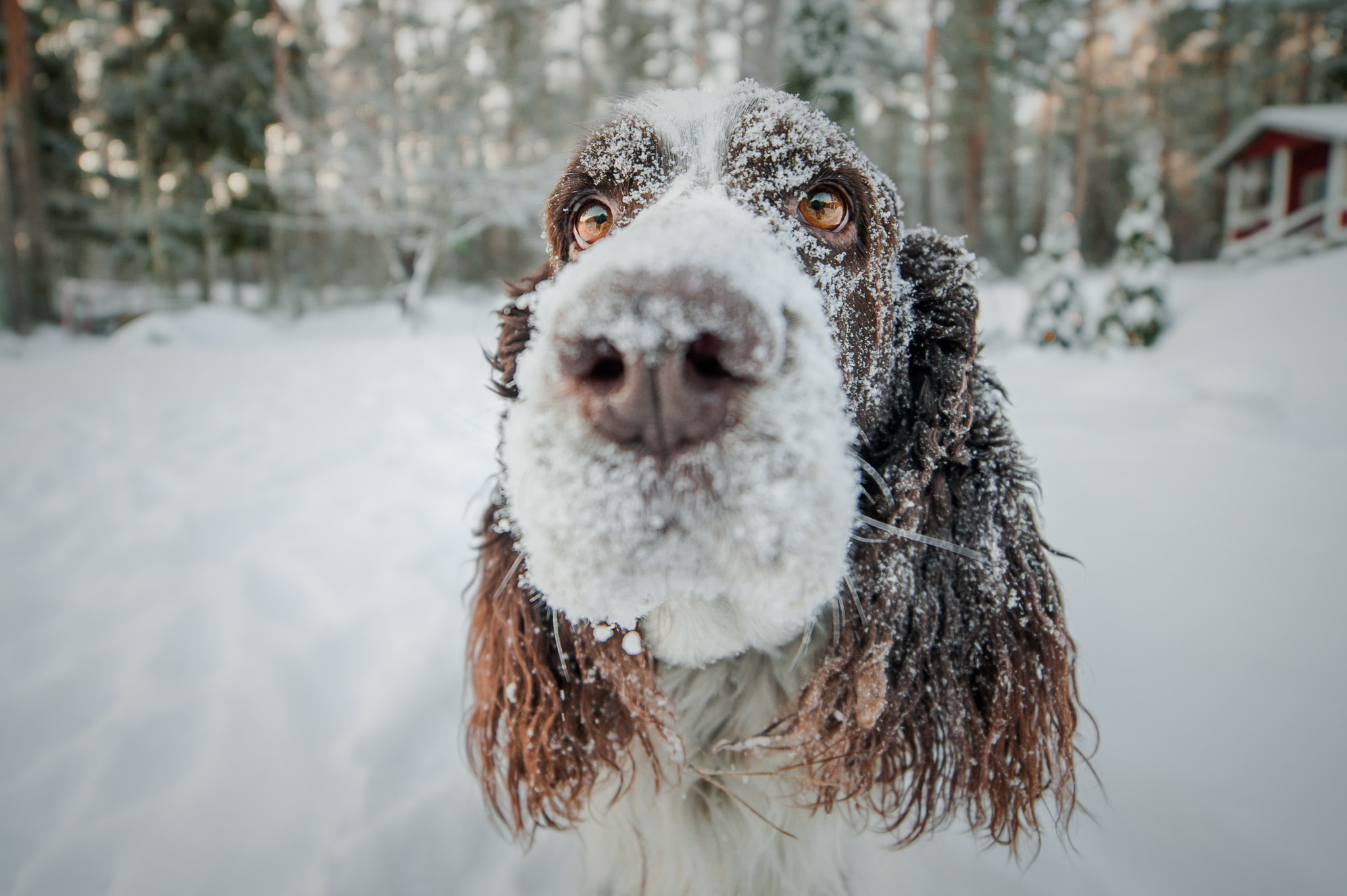 Samyang 14mm F2.8 ED AS IF UMC sample photo. Snow snout photography