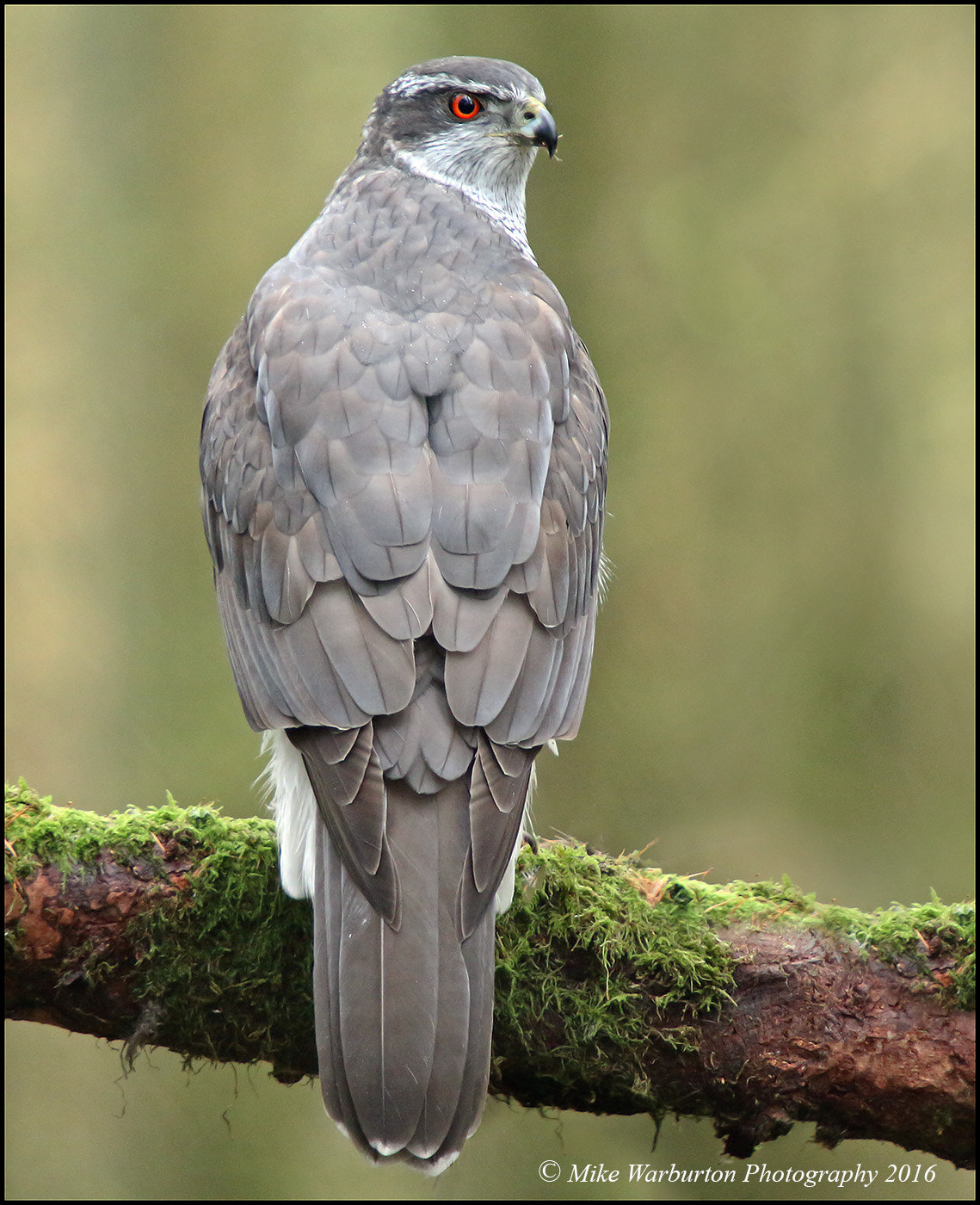Sigma 50-500mm f/4-6.3 APO HSM EX sample photo. Northern goshawk (male) photography